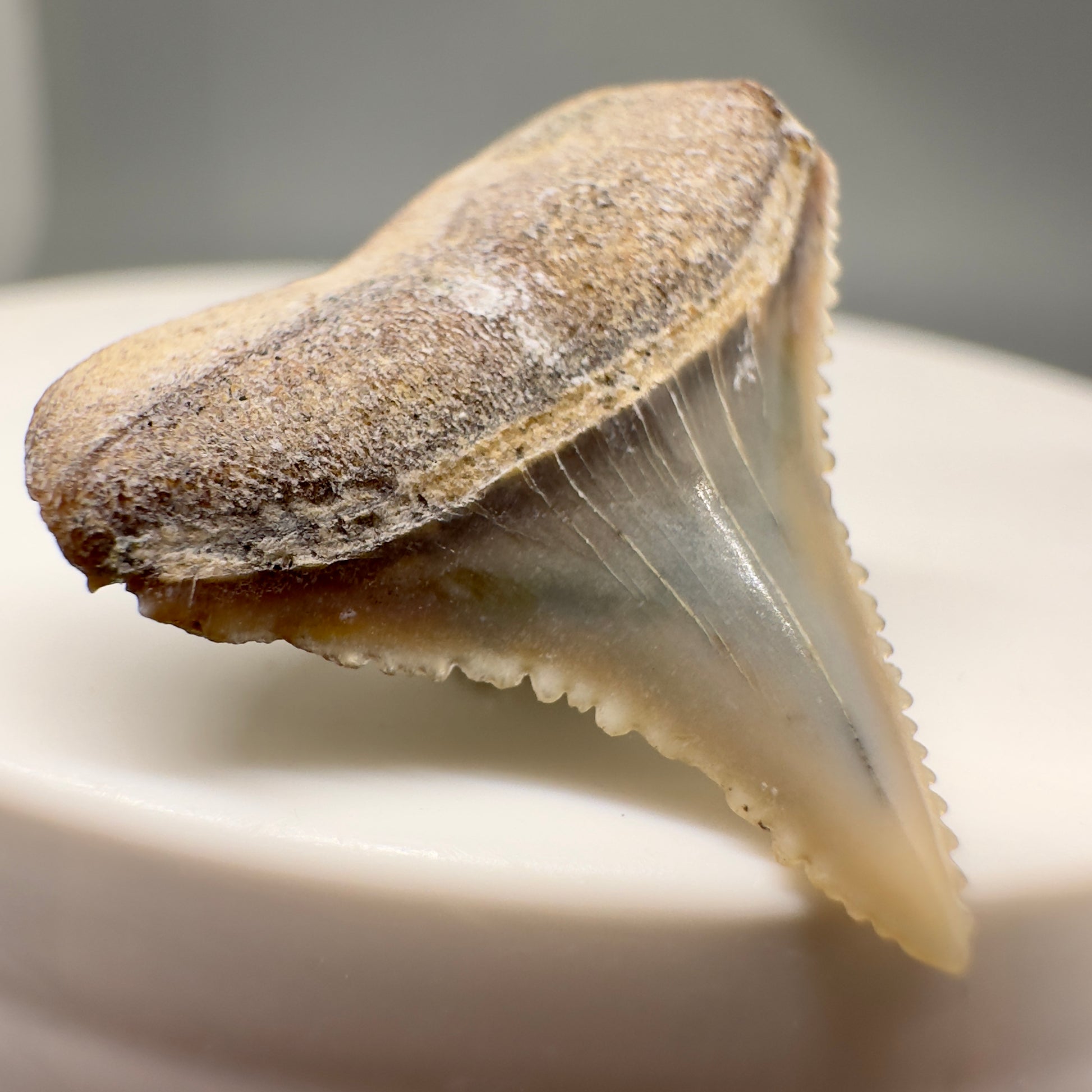 Posterior 0.93" Fossil Great White Tooth from Peru GW1142 - Front Left