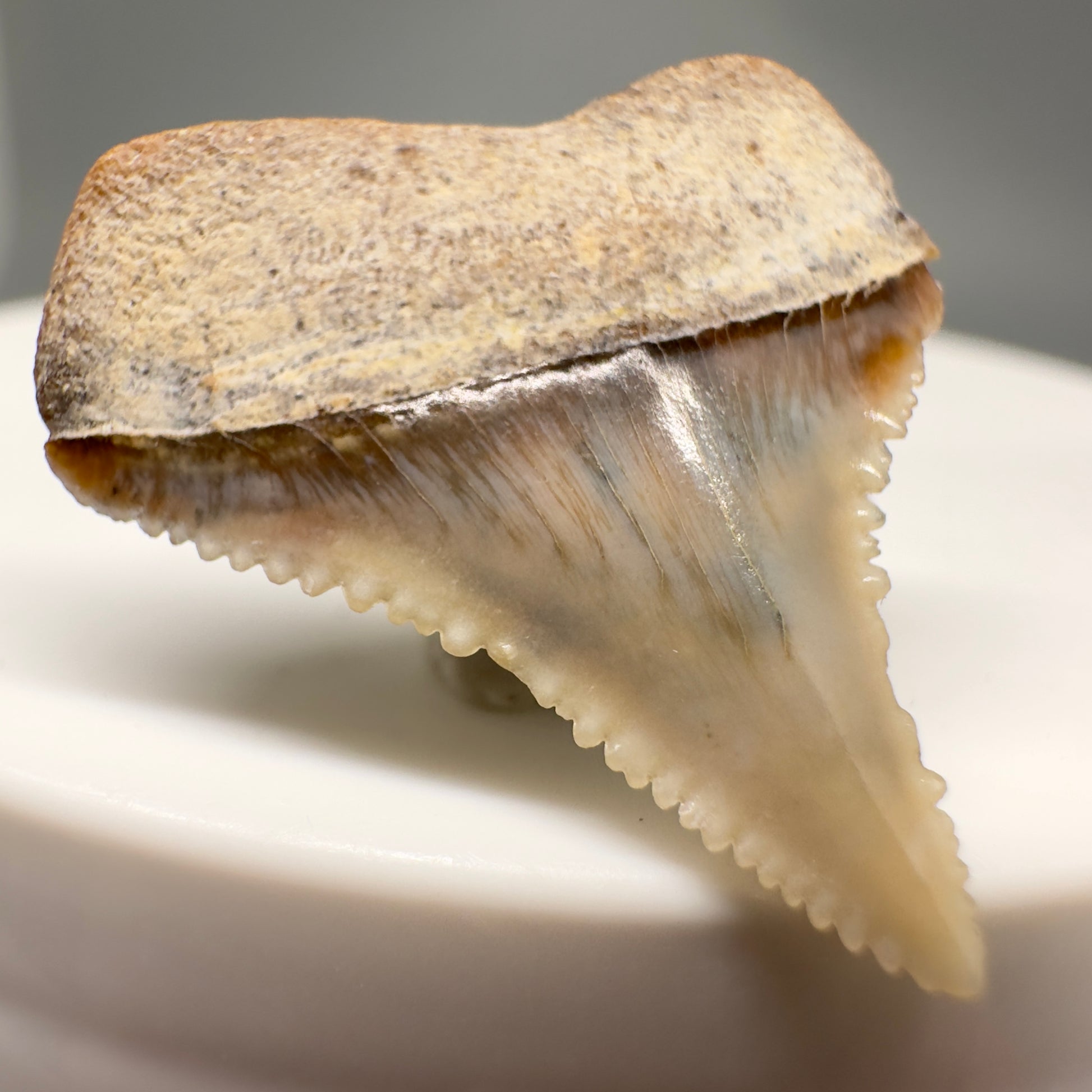 Posterior 0.93" Fossil Great White Tooth from Peru GW1142 - Back Left
