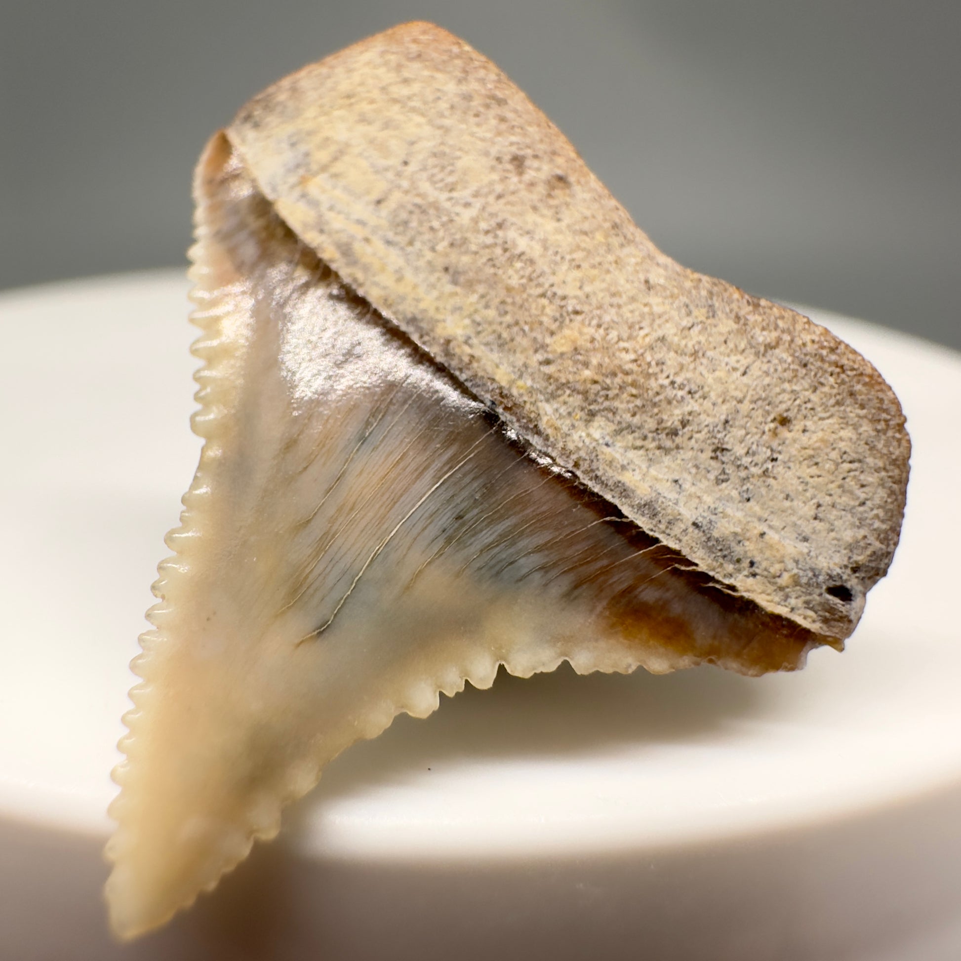 Posterior 0.93" Fossil Great White Tooth from Peru GW1142 - Back Right