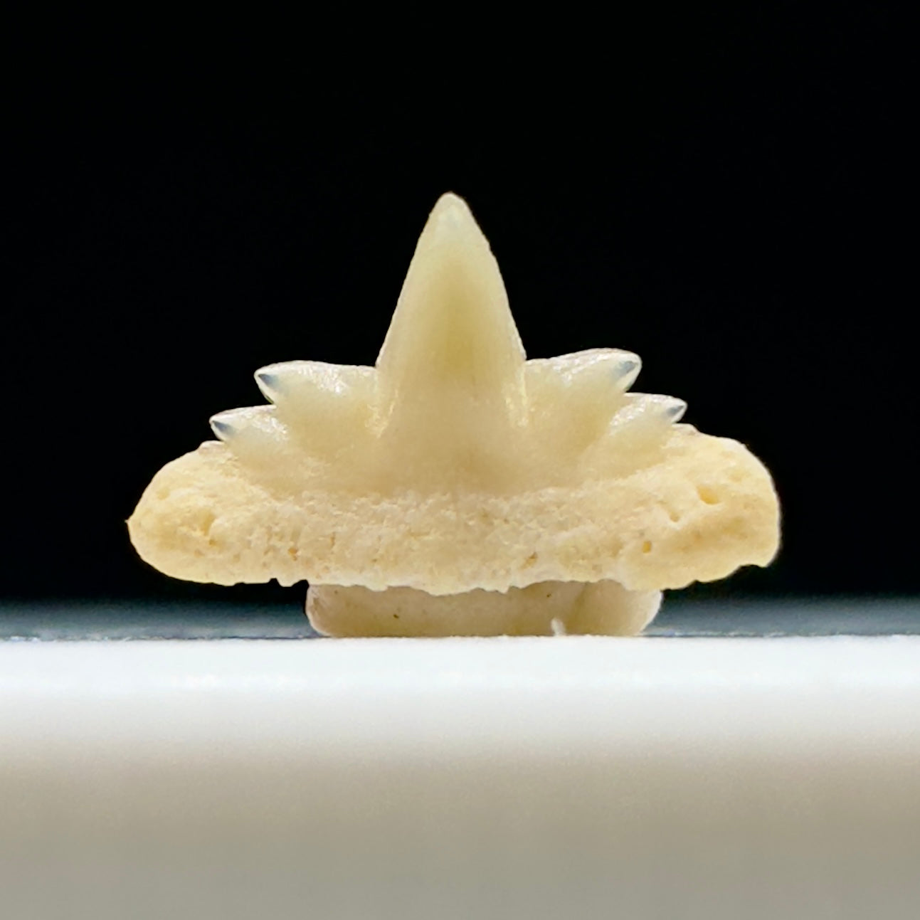 Extremely Rare Symphyseal 0.21" wide Fossil Hexanchus agassizi - Extinct Sixgill Cow Shark tooth from Morocco R610 - Front