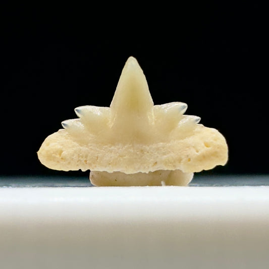 Extremely Rare Symphyseal 0.21" wide Fossil Hexanchus agassizi - Extinct Sixgill Cow Shark tooth from Morocco R610 - Front