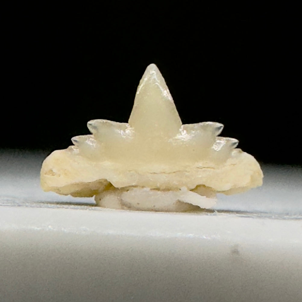 Extremely Rare Symphyseal 0.21" wide Fossil Hexanchus agassizi - Extinct Sixgill Cow Shark tooth from Morocco R610 - Back
