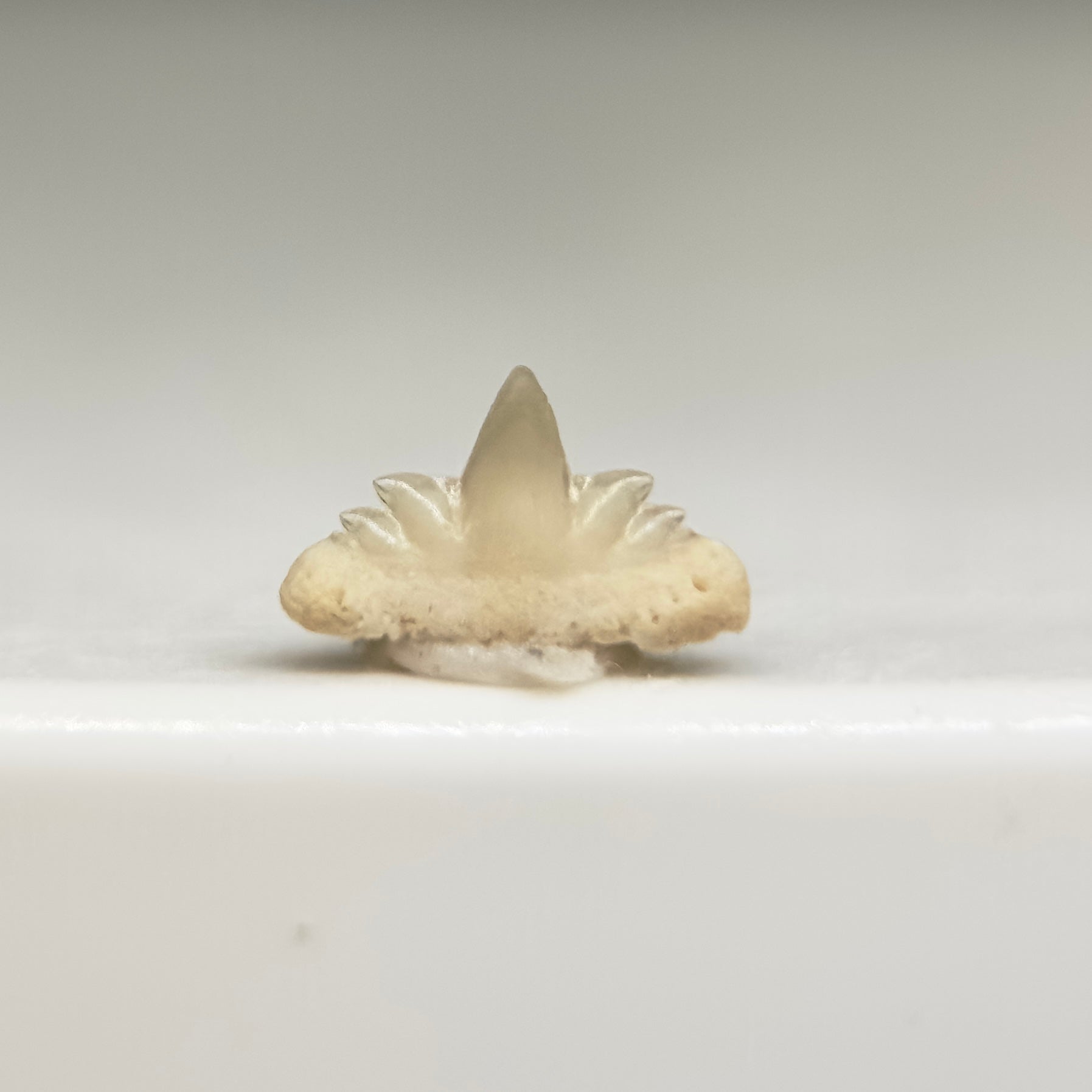 Extremely Rare Symphyseal 0.21" wide Fossil Hexanchus agassizi - Extinct Sixgill Cow Shark tooth from Morocco R610 - Front1