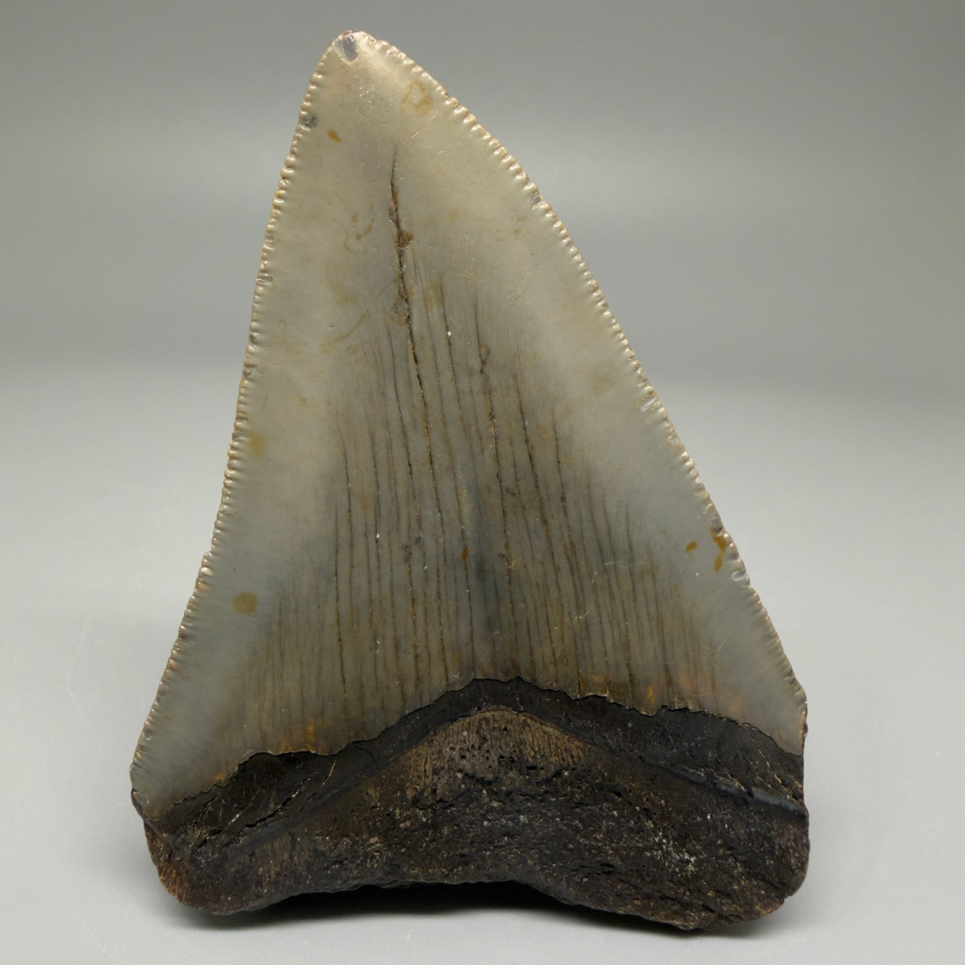 Back View Colorful 3.30" Fossil Megalodon Tooth from North Carolina - megalodonteeth.com CM5526