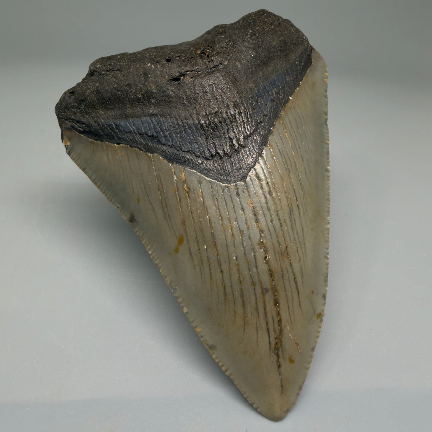 Front Left View Colorful 3.30" Fossil Megalodon Tooth from North Carolina - megalodonteeth.com CM5526