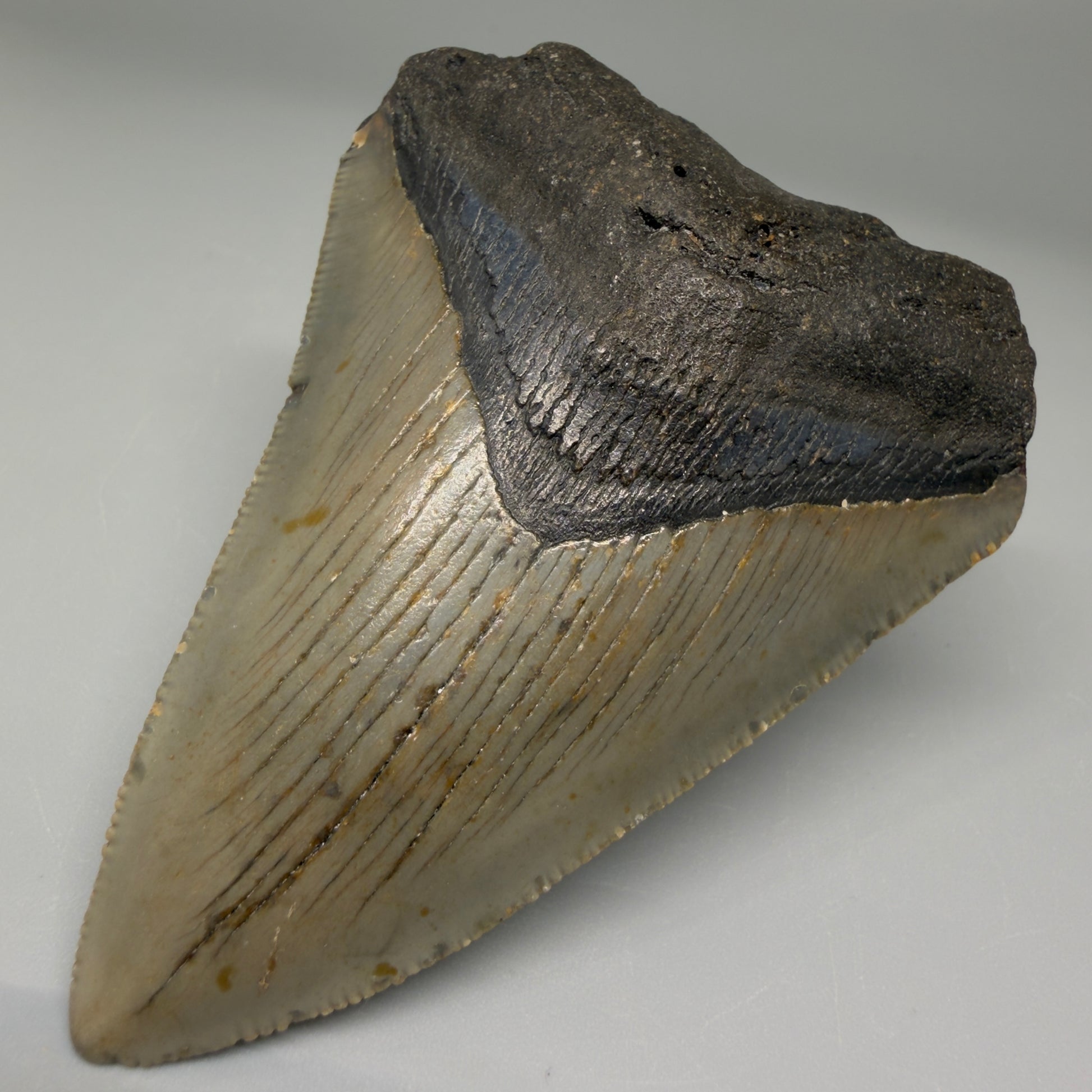 Front Right View Colorful 3.30" Fossil Megalodon Tooth from North Carolina - megalodonteeth.com CM5526