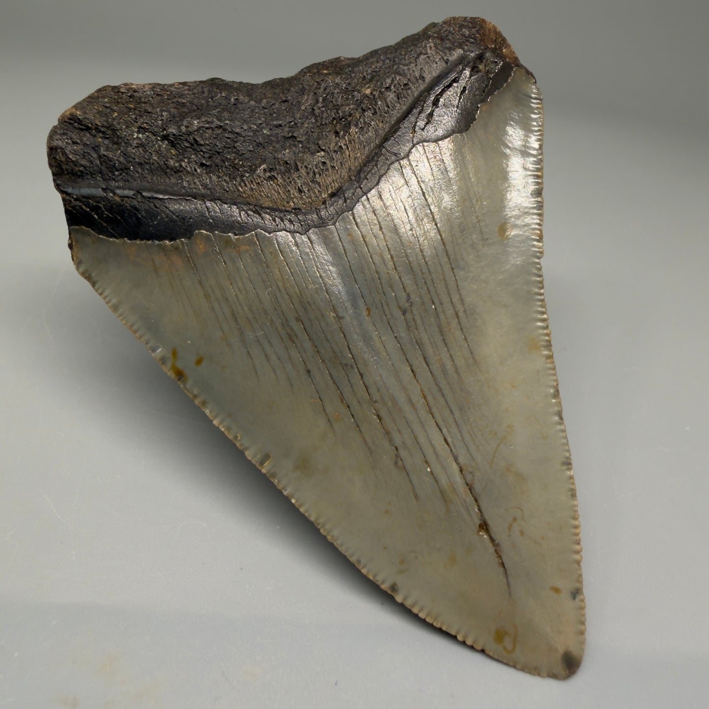 Back Left View Colorful 3.30" Fossil Megalodon Tooth from North Carolina - megalodonteeth.com CM5526