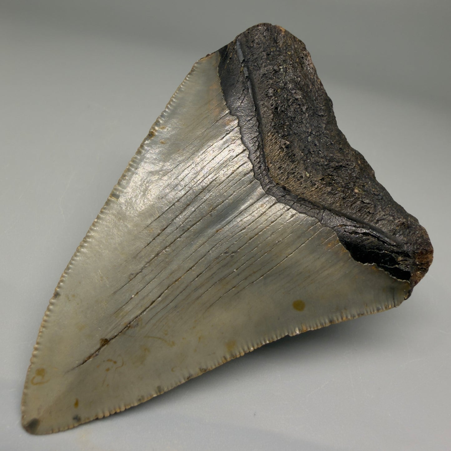 Back Right View Colorful 3.30" Fossil Megalodon Tooth from North Carolina - megalodonteeth.com CM5526