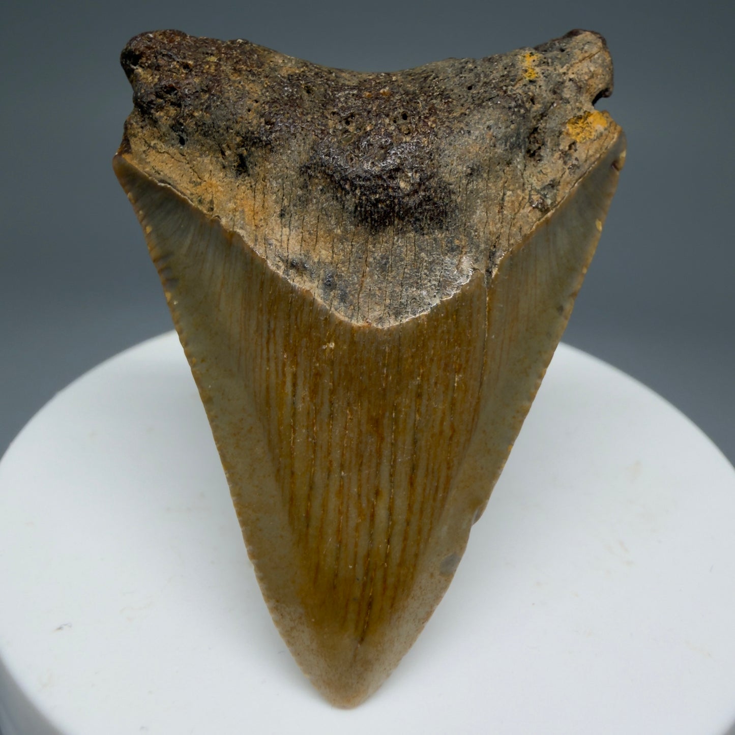 Front View Colorful 2.06" Fossil Megalodon Tooth from North Carolina - megalodonteeth.com CM5542 - 1