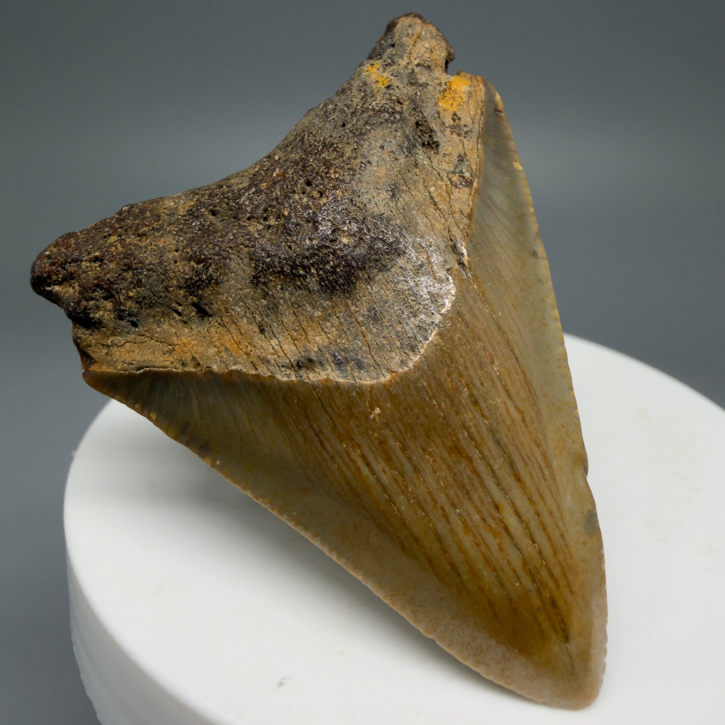 Front Left View Colorful 2.06" Fossil Megalodon Tooth from North Carolina - megalodonteeth.com CM5542