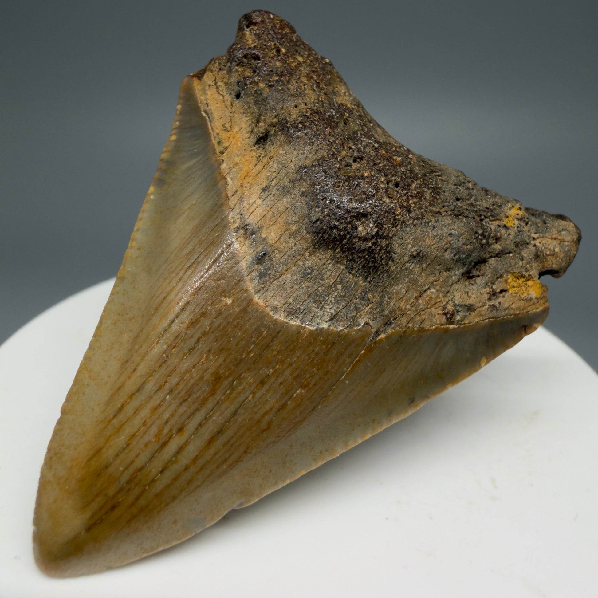 Front Right View Colorful 2.06" Fossil Megalodon Tooth from North Carolina - megalodonteeth.com CM5542