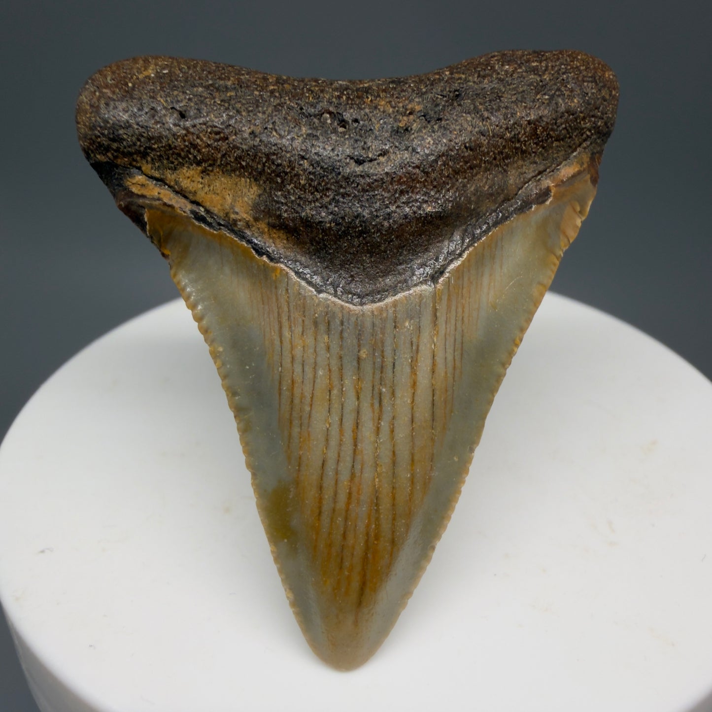 Front View Colorful 1.93" Fossil Megalodon Tooth from North Carolina - megalodonteeth.com CM5541 - 2