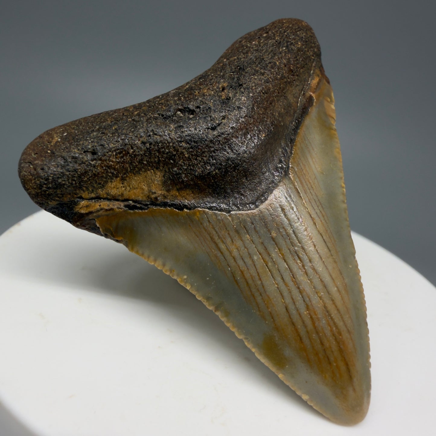 Front Left View Colorful 1.93" Fossil Megalodon Tooth from North Carolina - megalodonteeth.com CM5541 