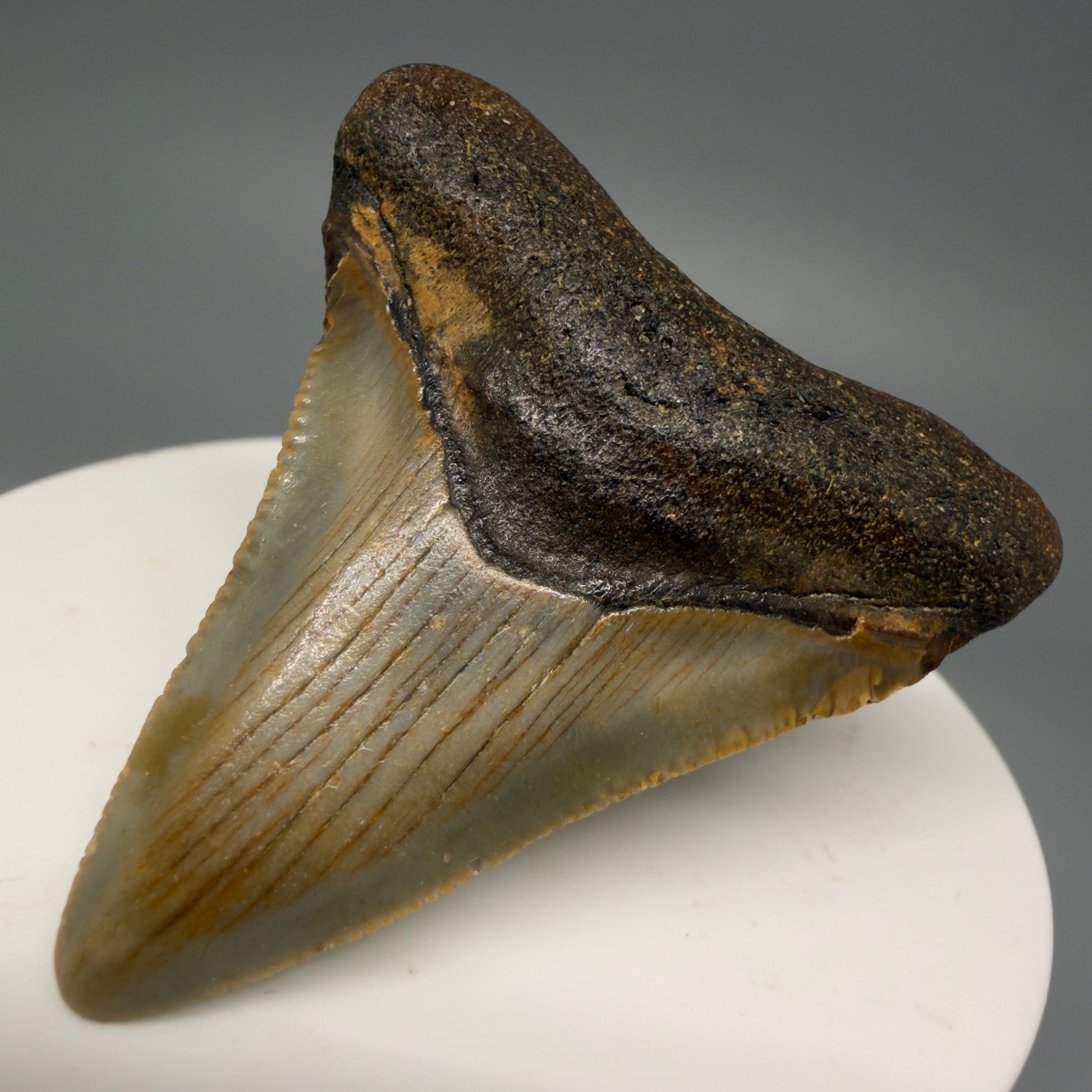 Front Right View Colorful 1.93" Fossil Megalodon Tooth from North Carolina - megalodonteeth.com CM5541