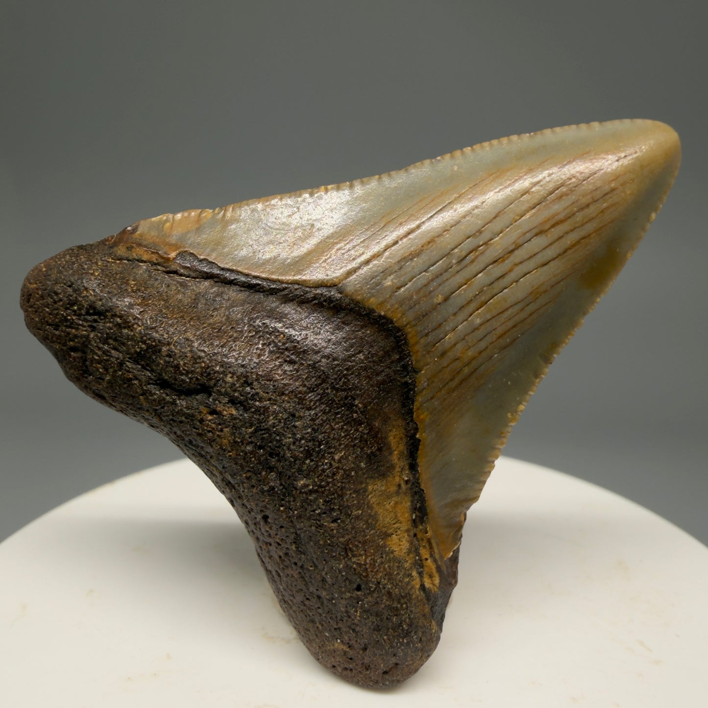 Front View Colorful 1.93" Fossil Megalodon Tooth from North Carolina - megalodonteeth.com CM5541 - 1