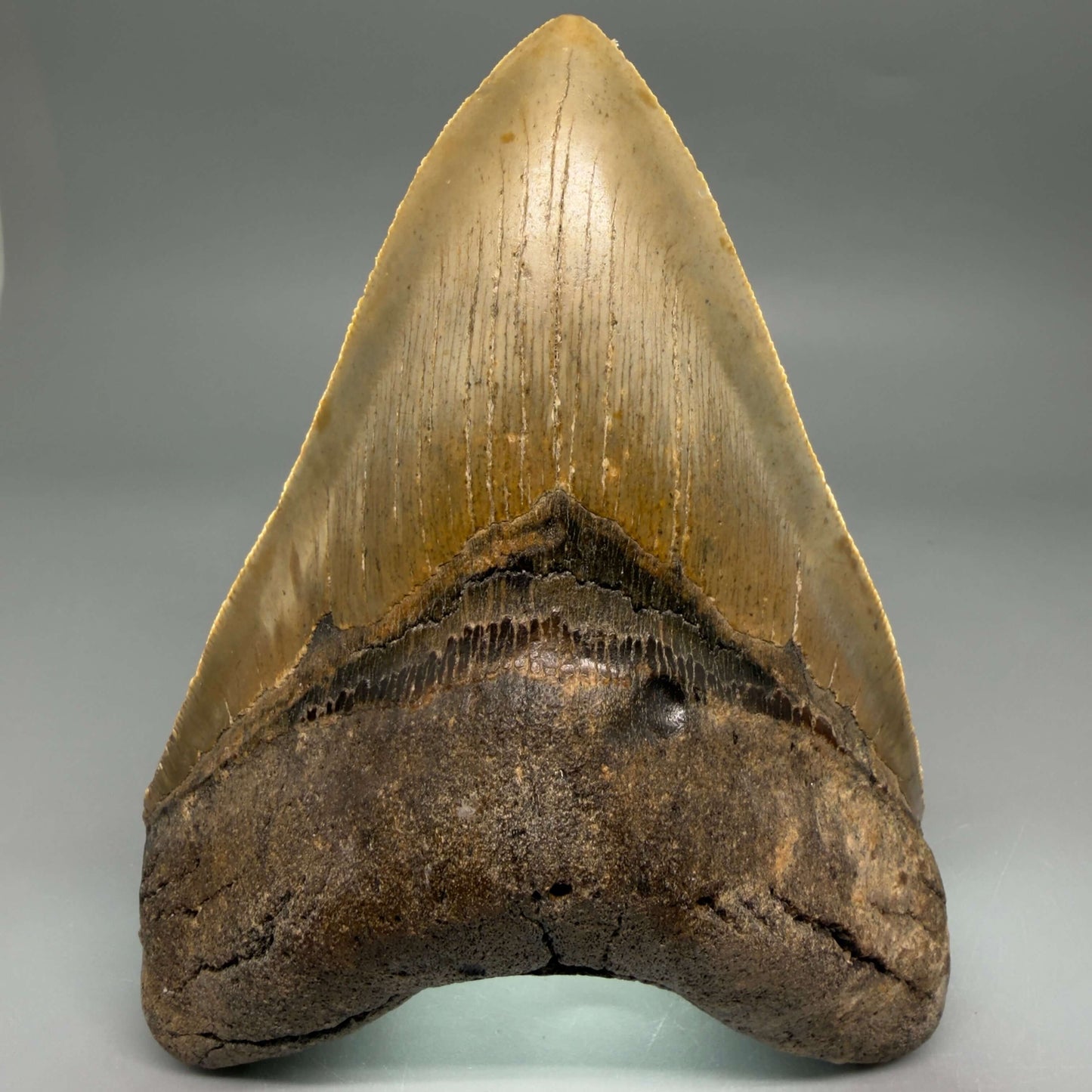 Front View Colorful, serrated, heart-shaped 5.35" Authentic Megalodon Tooth – North Carolina CM6466  - 3