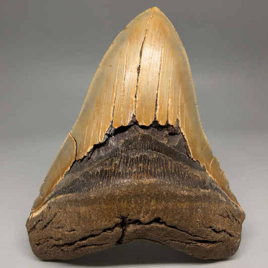 Colorful, serrated, Very Wide 5.71" Authentic Megalodon Tooth – North Carolina