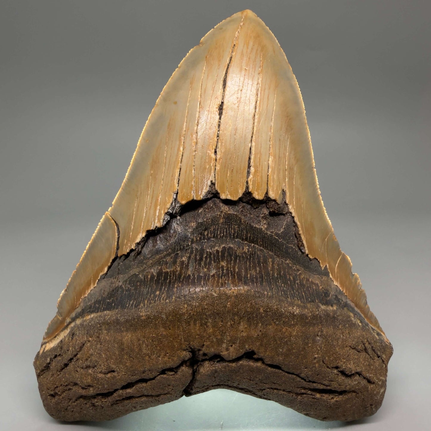 Diente de Megalodón auténtico de 5.49" en forma de corazón, aserrado y colorido – Fósil de Carolina del Norte | Carcharocles megalodon