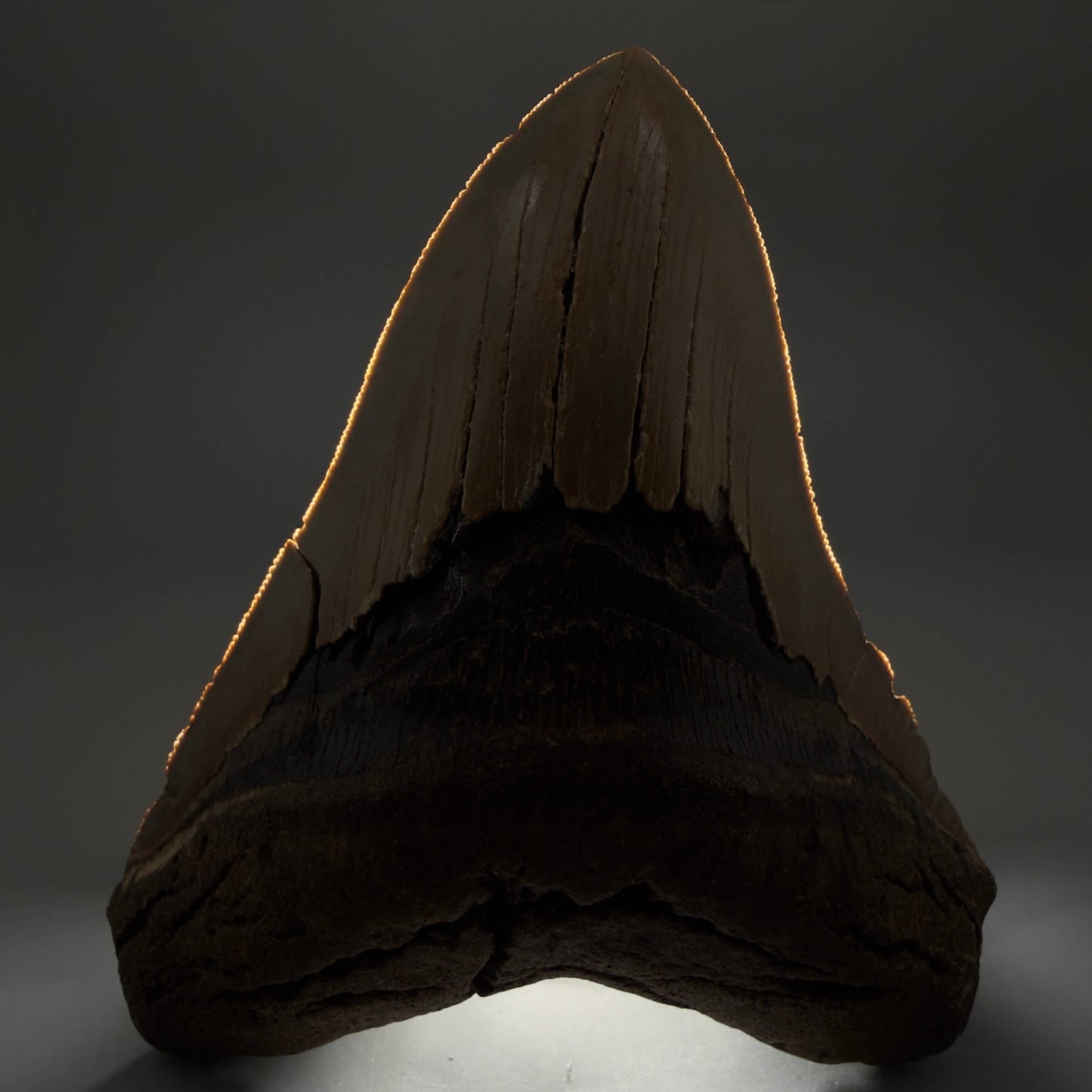 Diente de Megalodón auténtico de 5.49" en forma de corazón, aserrado y colorido – Fósil de Carolina del Norte | Carcharocles megalodon