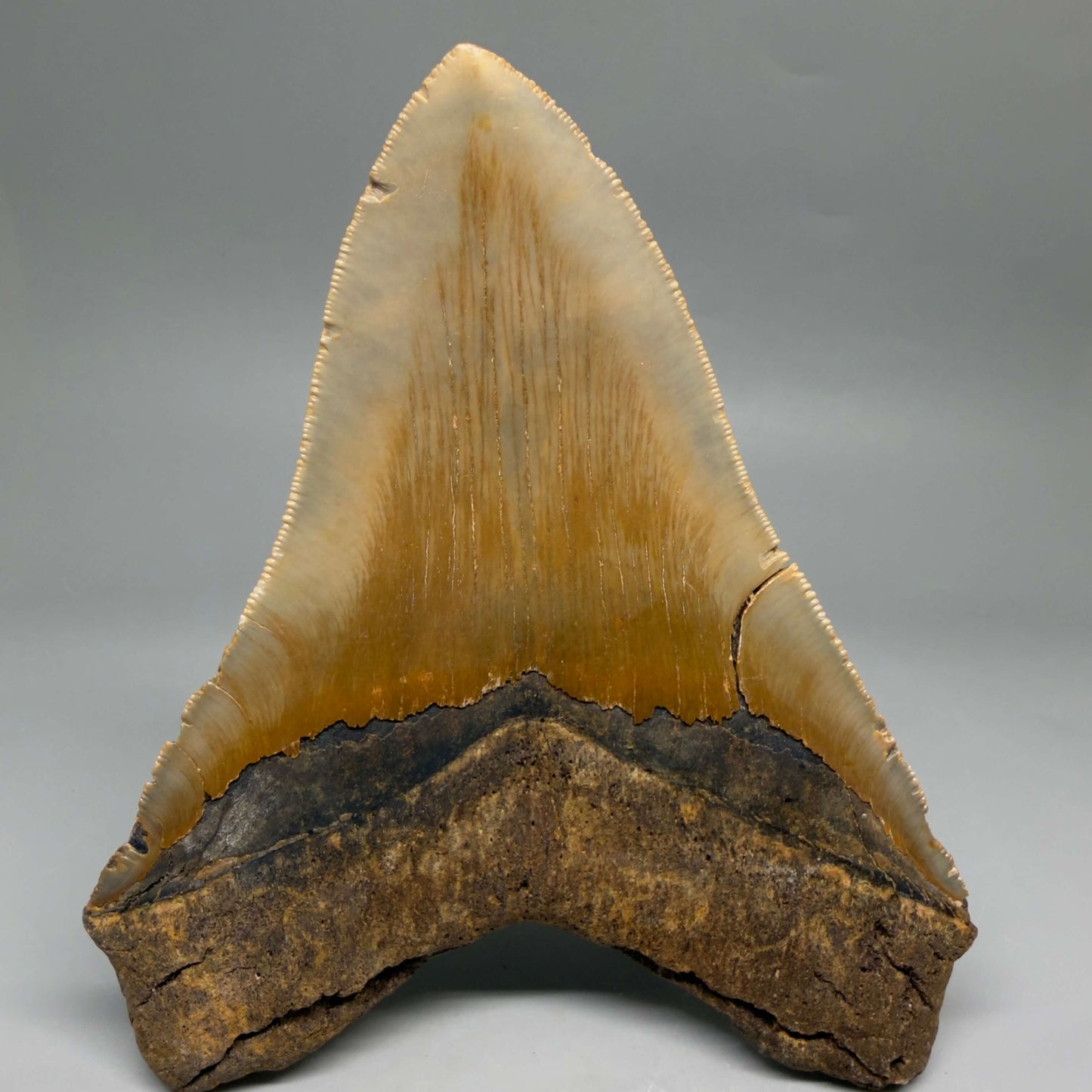 Diente de Megalodón auténtico de 5.49" en forma de corazón, aserrado y colorido – Fósil de Carolina del Norte | Carcharocles megalodon