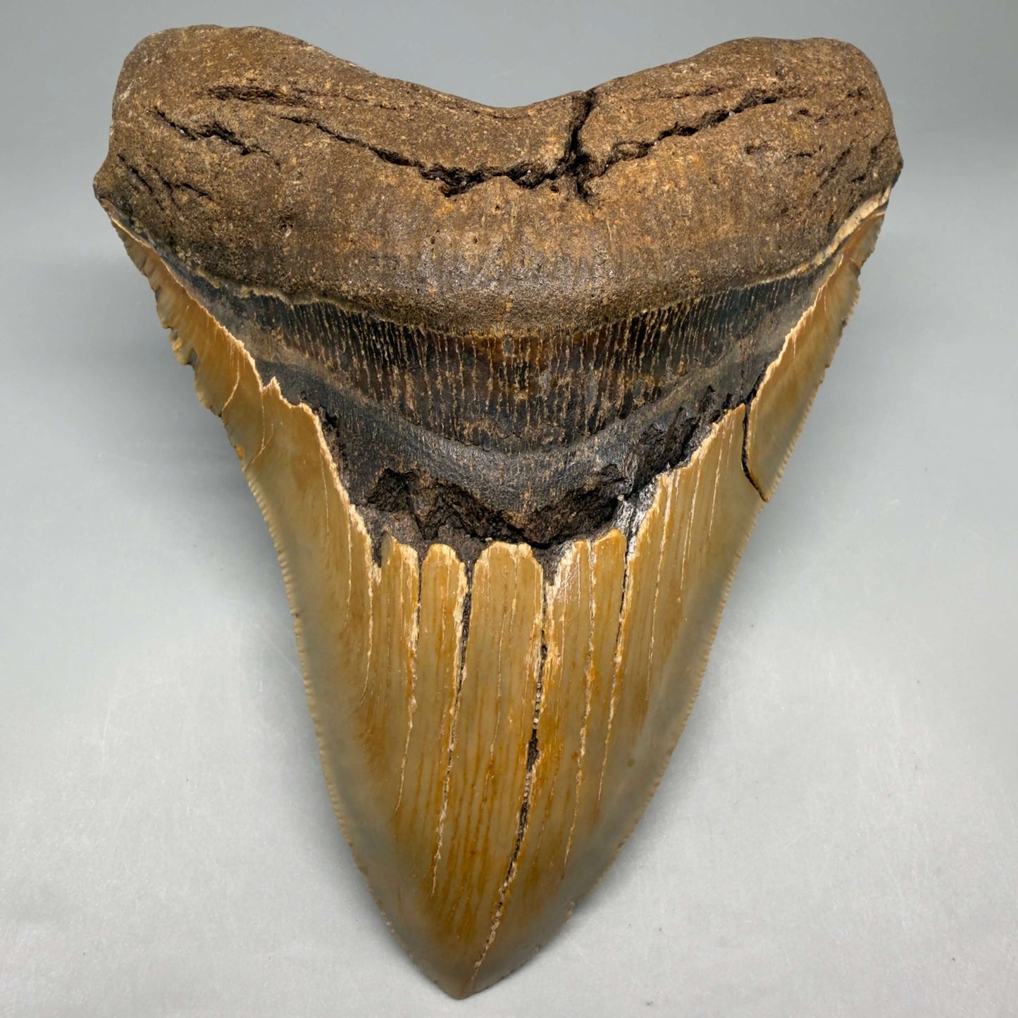 Diente de Megalodón auténtico de 5.49" en forma de corazón, aserrado y colorido – Fósil de Carolina del Norte | Carcharocles megalodon