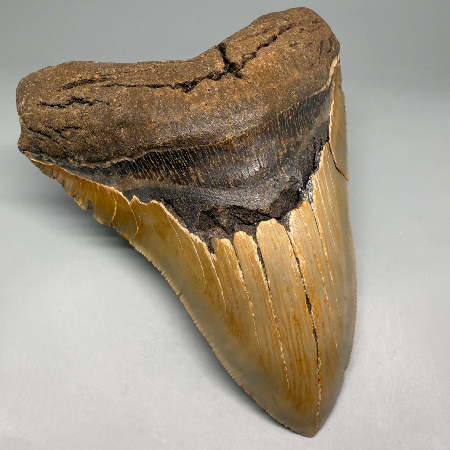 Diente de Megalodón auténtico de 5.49" en forma de corazón, aserrado y colorido – Fósil de Carolina del Norte | Carcharocles megalodon