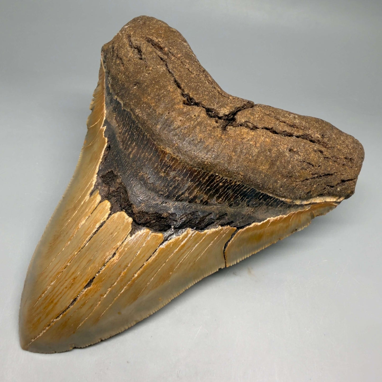 Diente de Megalodón auténtico de 5.49" en forma de corazón, aserrado y colorido – Fósil de Carolina del Norte | Carcharocles megalodon