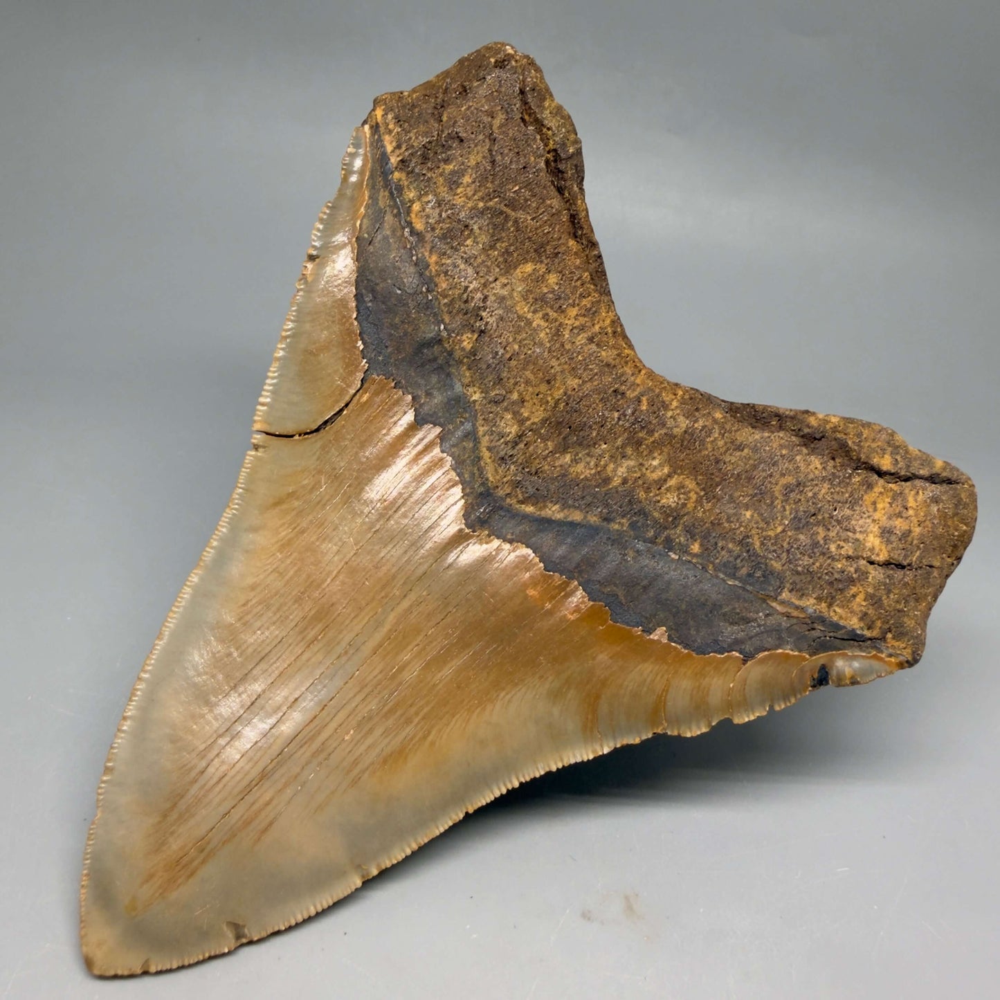 Diente de Megalodón auténtico de 5.49" en forma de corazón, aserrado y colorido – Fósil de Carolina del Norte | Carcharocles megalodon