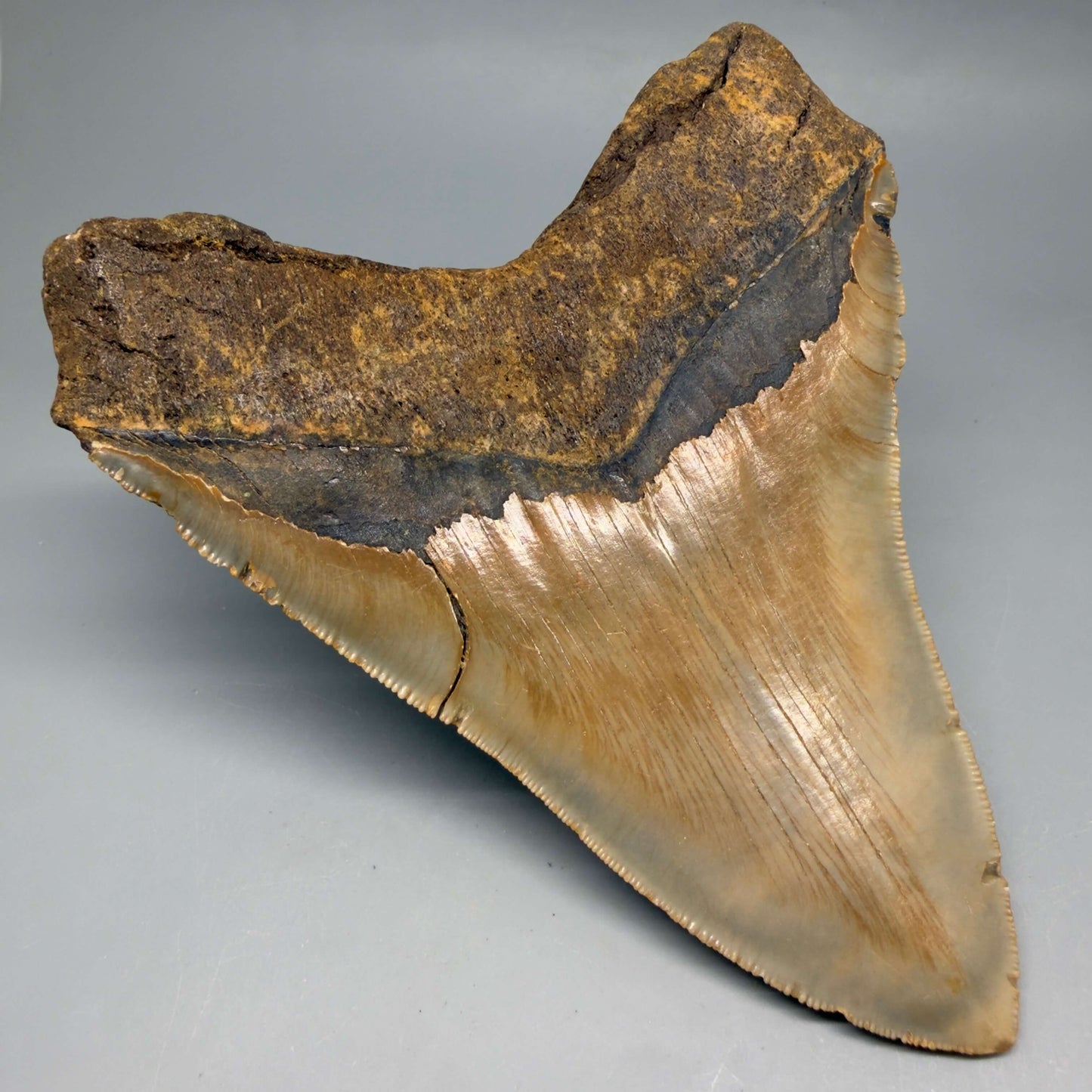 Diente de Megalodón auténtico de 5.49" en forma de corazón, aserrado y colorido – Fósil de Carolina del Norte | Carcharocles megalodon