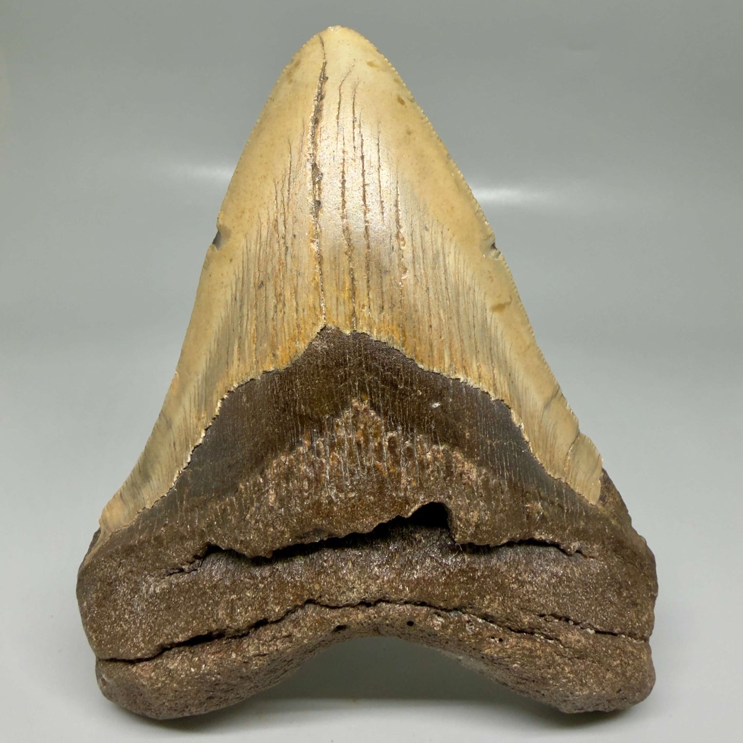 Colorful 5.26" Authentic Megalodon Tooth – North Carolina Fossil | Carcharocles megalodon