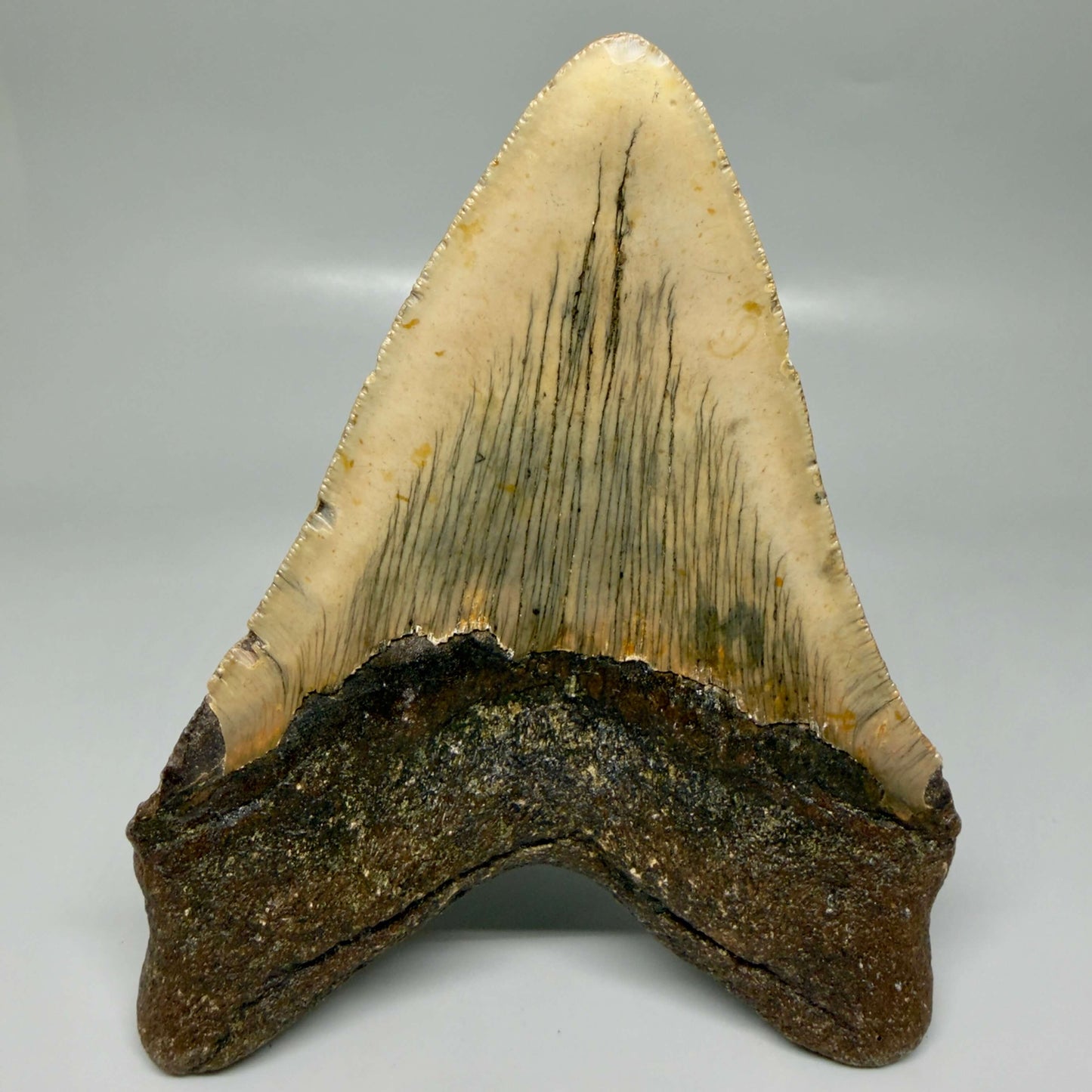 Colorful 5.26" Authentic Megalodon Tooth – North Carolina Fossil | Carcharocles megalodon