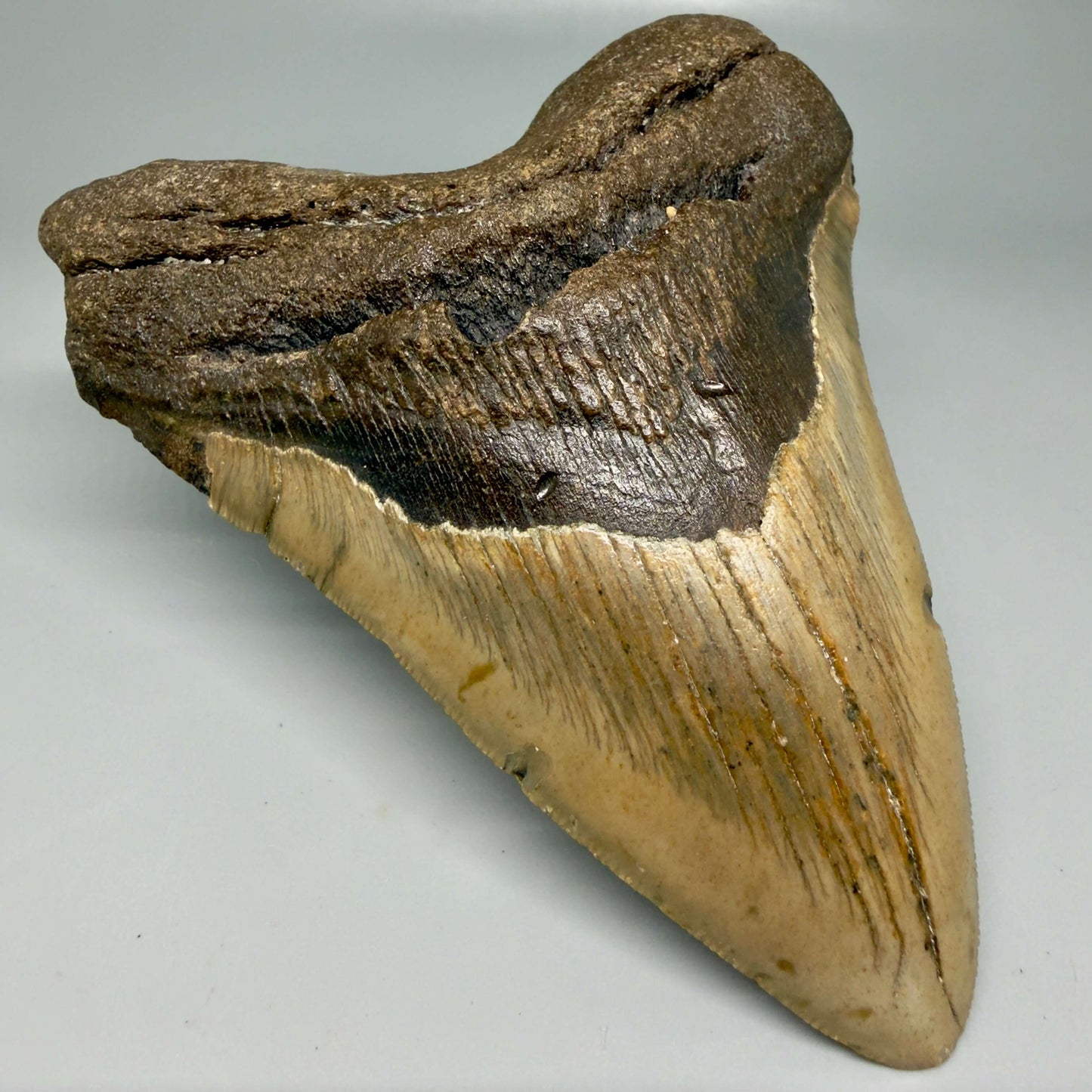 Colorful 5.26" Authentic Megalodon Tooth – North Carolina Fossil | Carcharocles megalodon