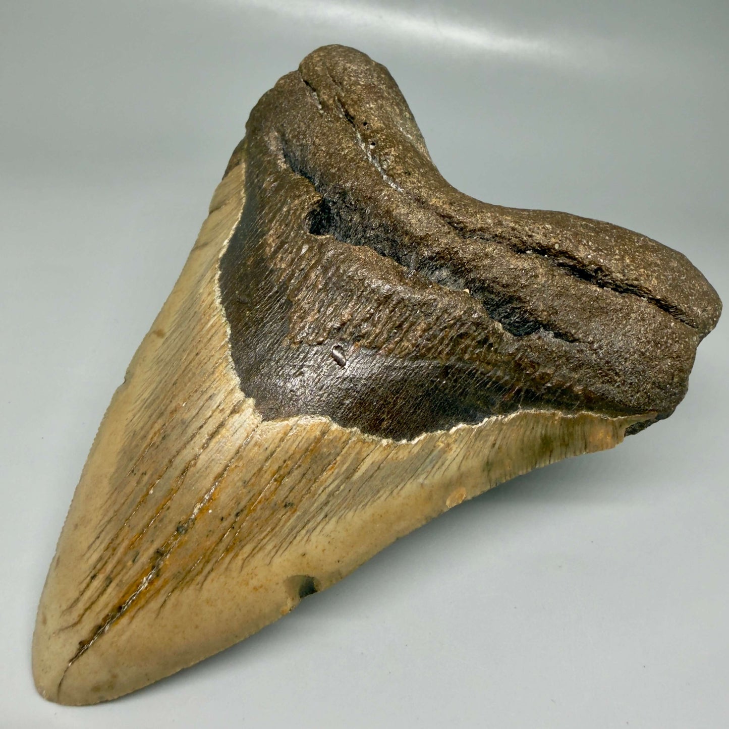 Colorful 5.26" Authentic Megalodon Tooth – North Carolina Fossil | Carcharocles megalodon