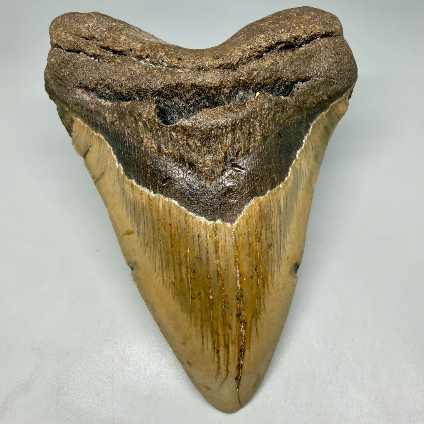 Colorful 5.26" Authentic Megalodon Tooth – North Carolina Fossil | Carcharocles megalodon