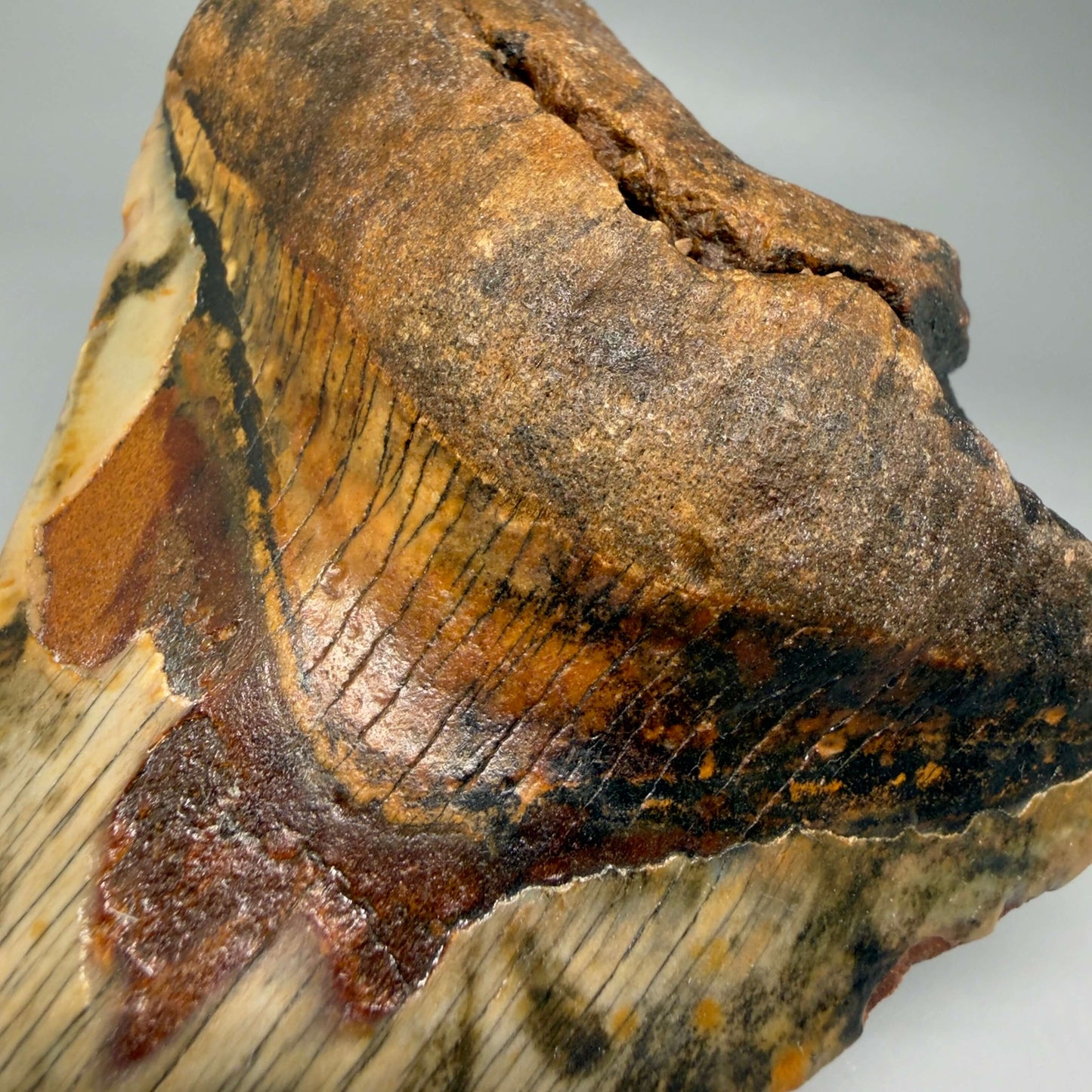 Front Bourlette View Insane colors 5.10" Authentic Megalodon Tooth – North Carolina Fossil | Carcharocles megalodon CM6459 