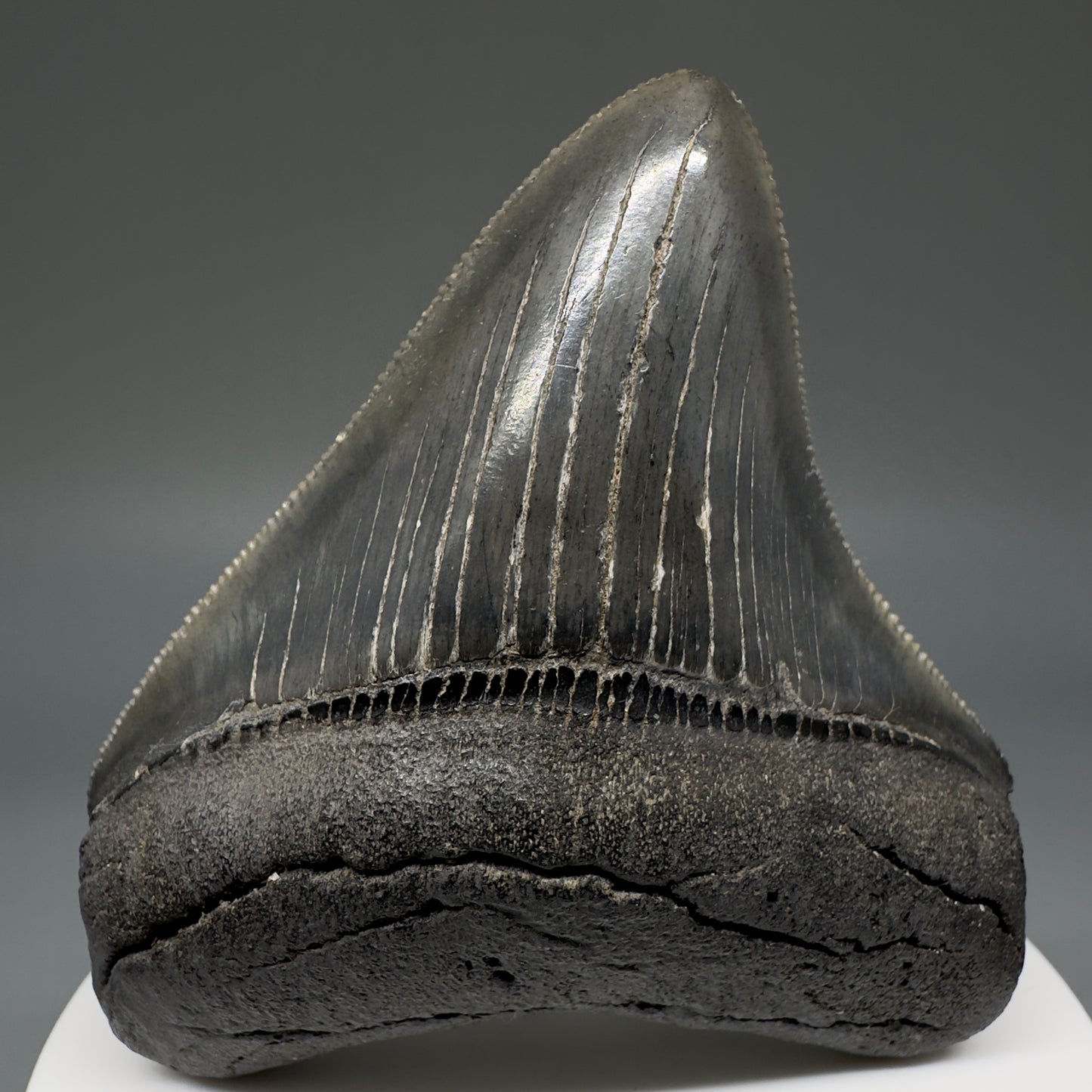 Colorful, serrated 2.72" Fossil Megalodon Shark Tooth from South Carolina CM5237 - Front