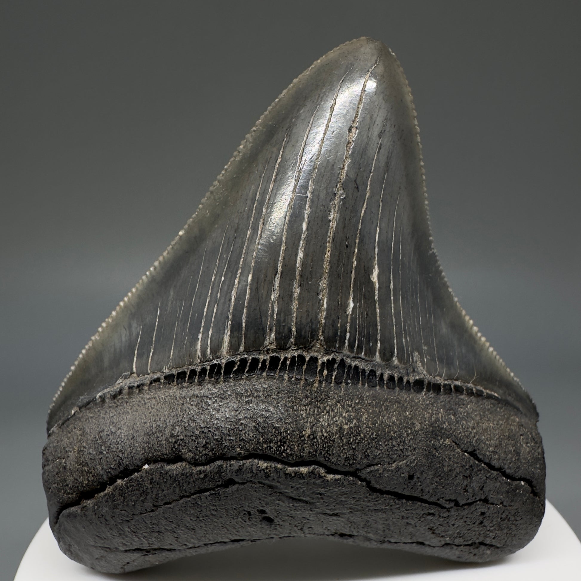 Colorful, serrated 2.72" Fossil Megalodon Shark Tooth from South Carolina CM5237 - Front