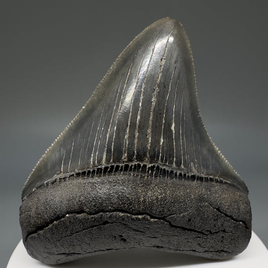 Colorful, serrated 2.72" Fossil Megalodon Shark Tooth from South Carolina CM5237 - Front