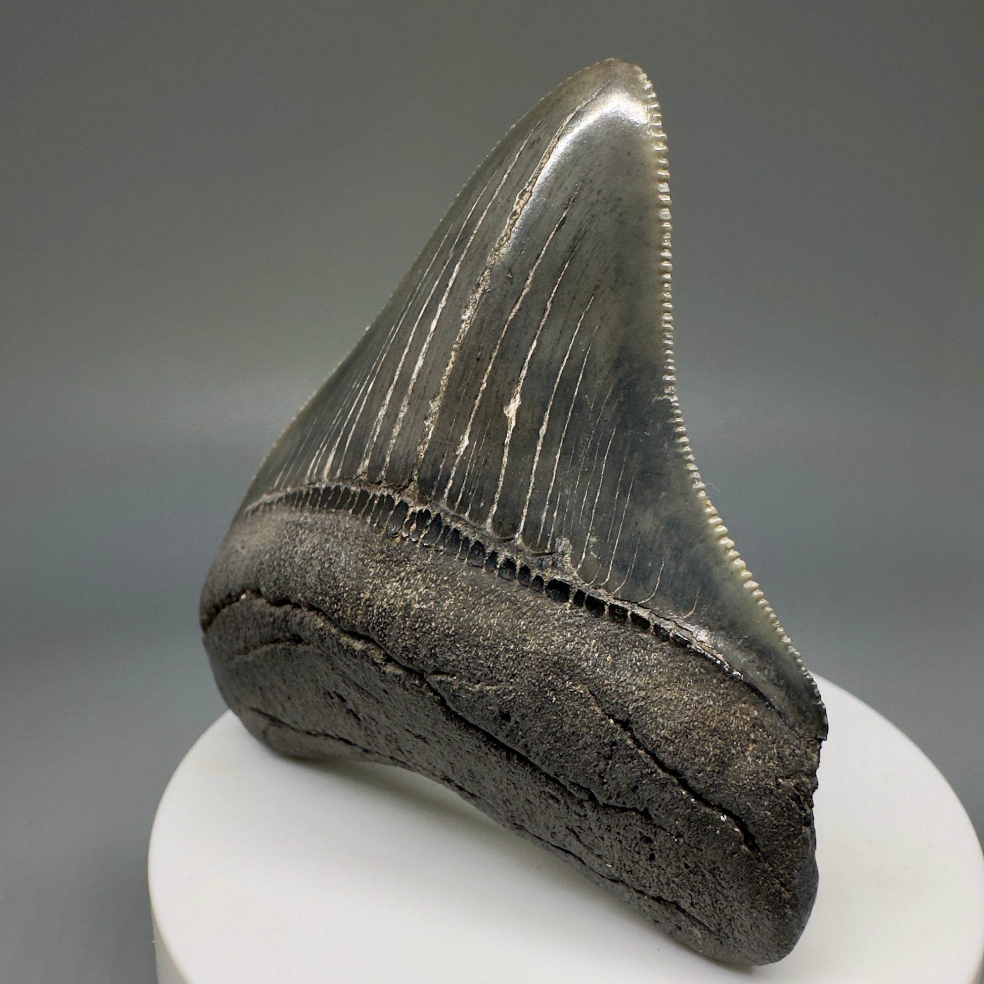 Colorful, serrated 2.72" Fossil Megalodon Shark Tooth from South Carolina CM5237 - Front1