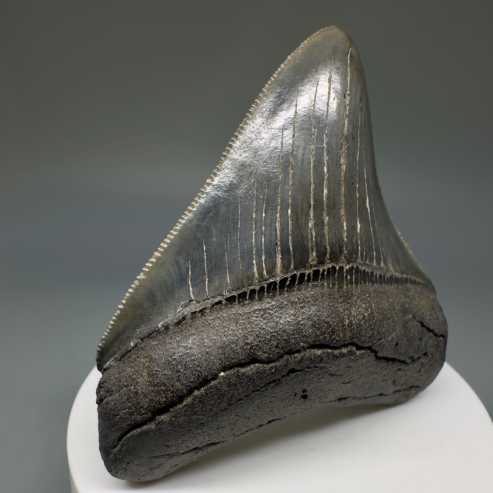 Colorful, serrated 2.72" Fossil Megalodon Shark Tooth from South Carolina CM5237 - Front2