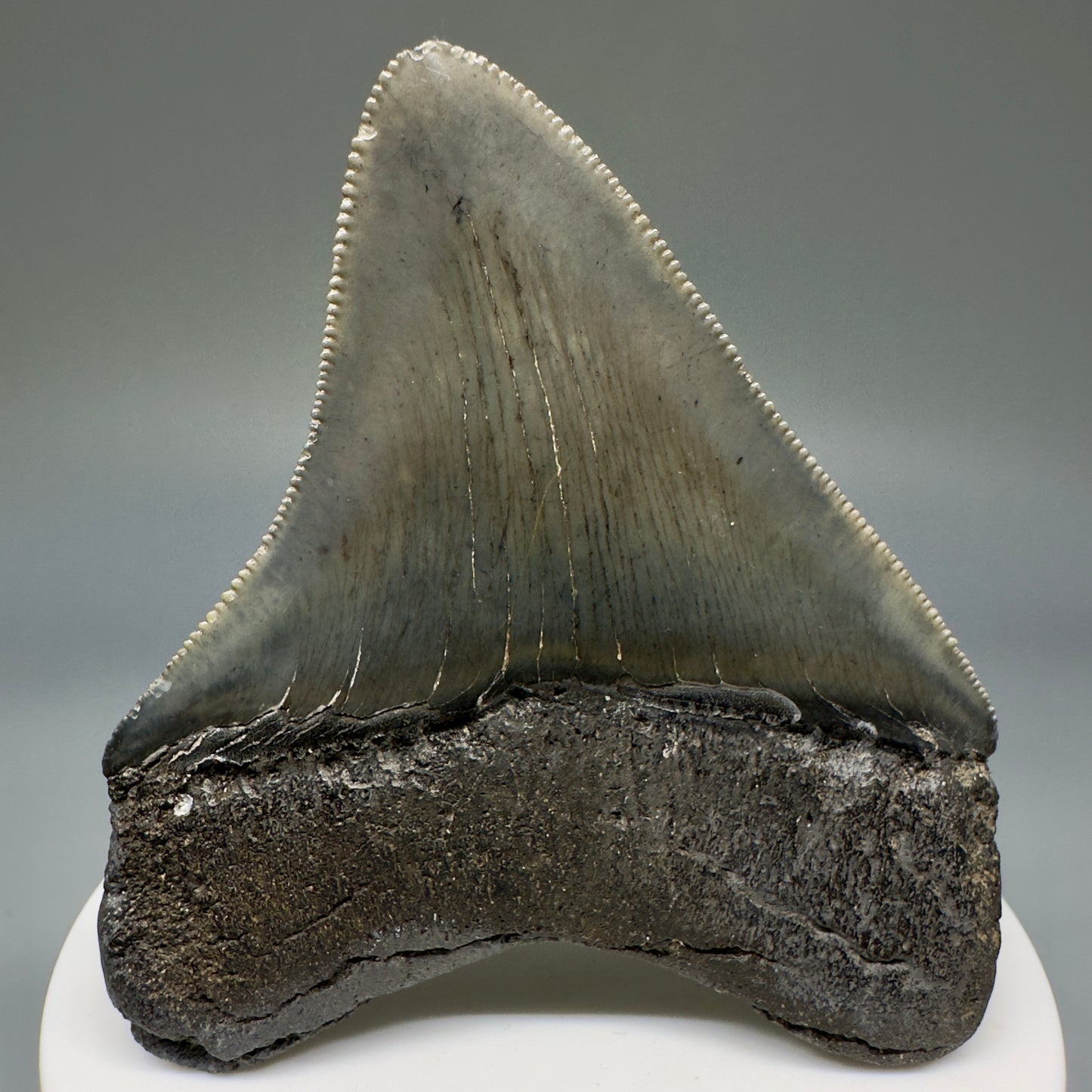 Colorful, serrated 2.72" Fossil Megalodon Shark Tooth from South Carolina CM5237 - Back 