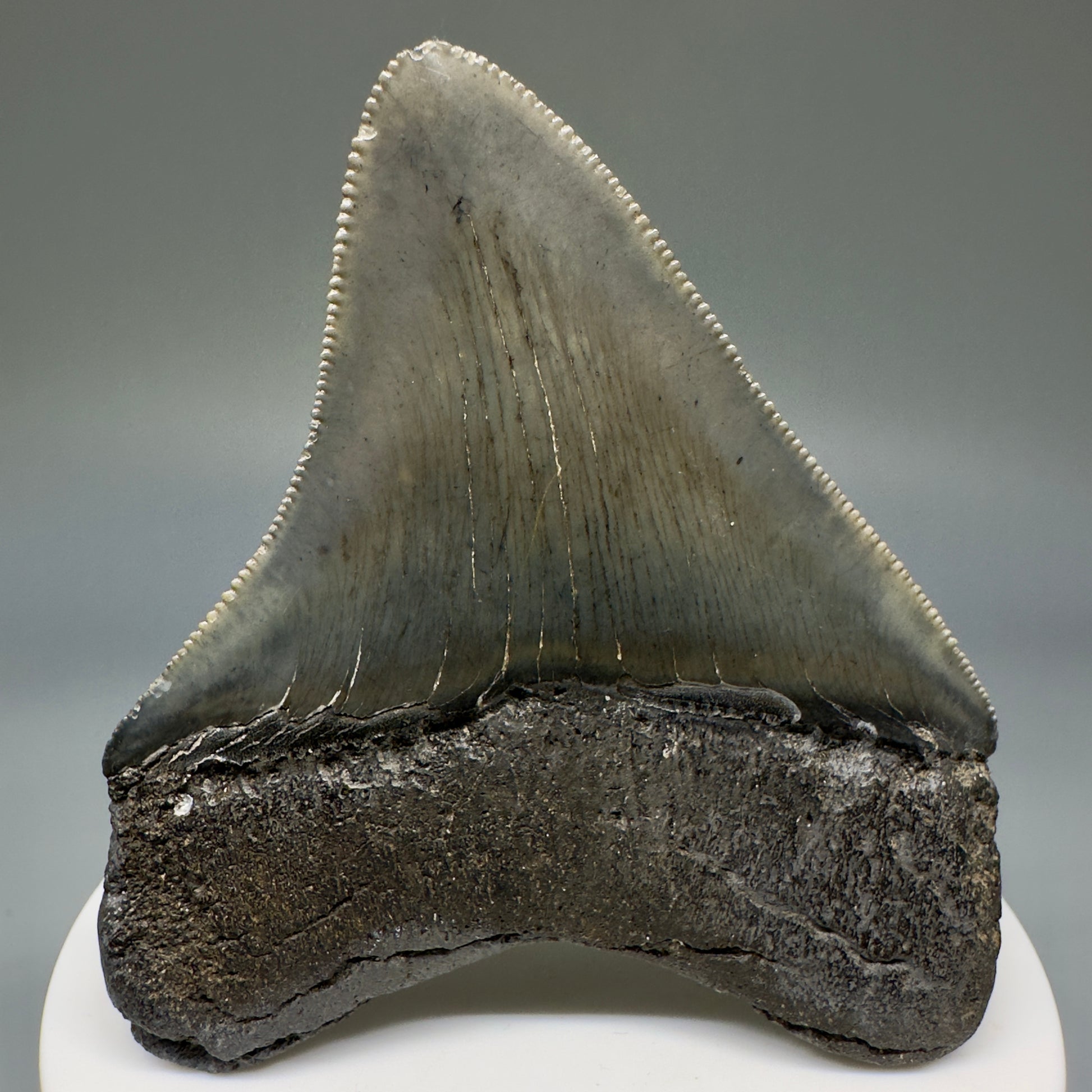 Colorful, serrated 2.72" Fossil Megalodon Shark Tooth from South Carolina CM5237 - Back 