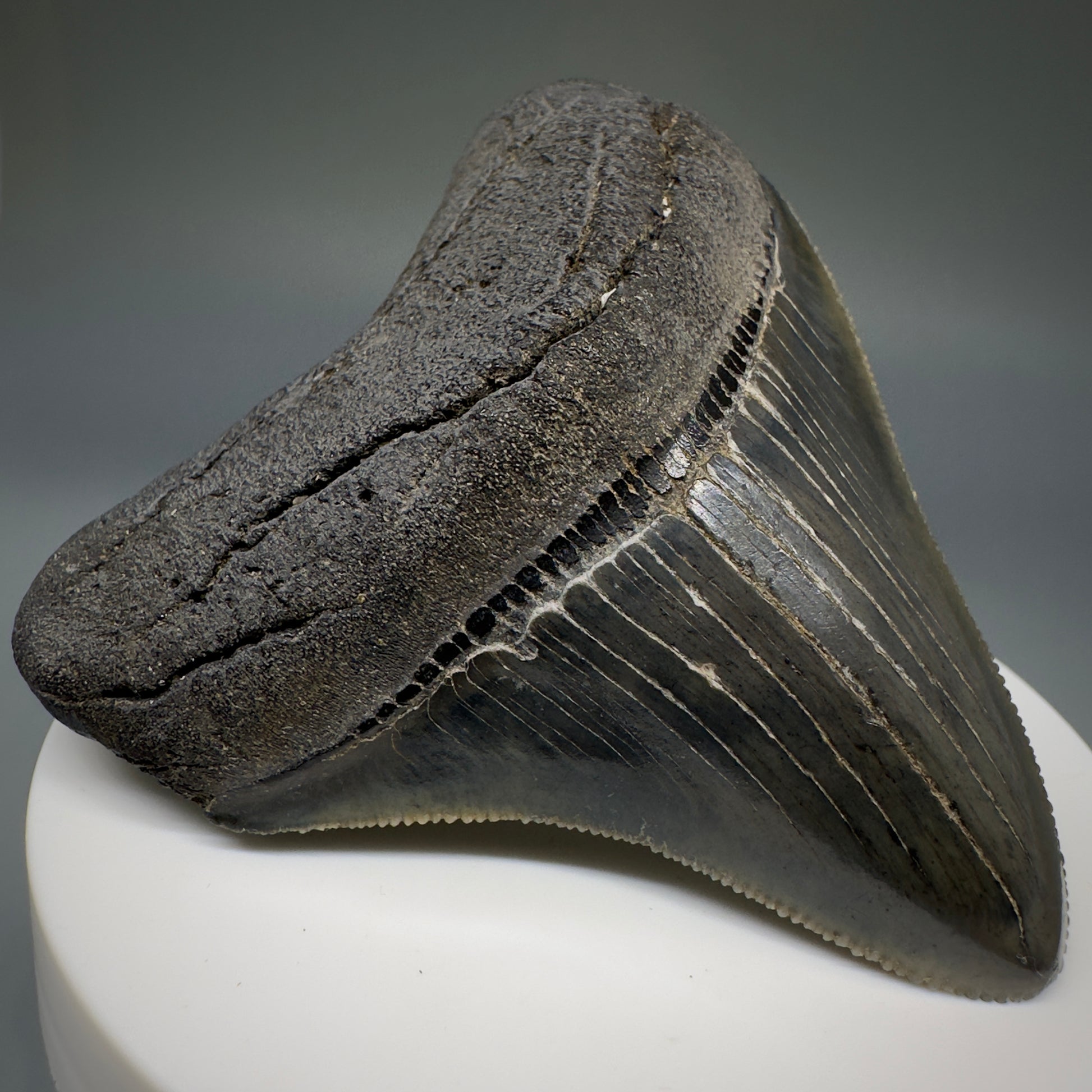Colorful, serrated 2.72" Fossil Megalodon Shark Tooth from South Carolina CM5237 - Front Left