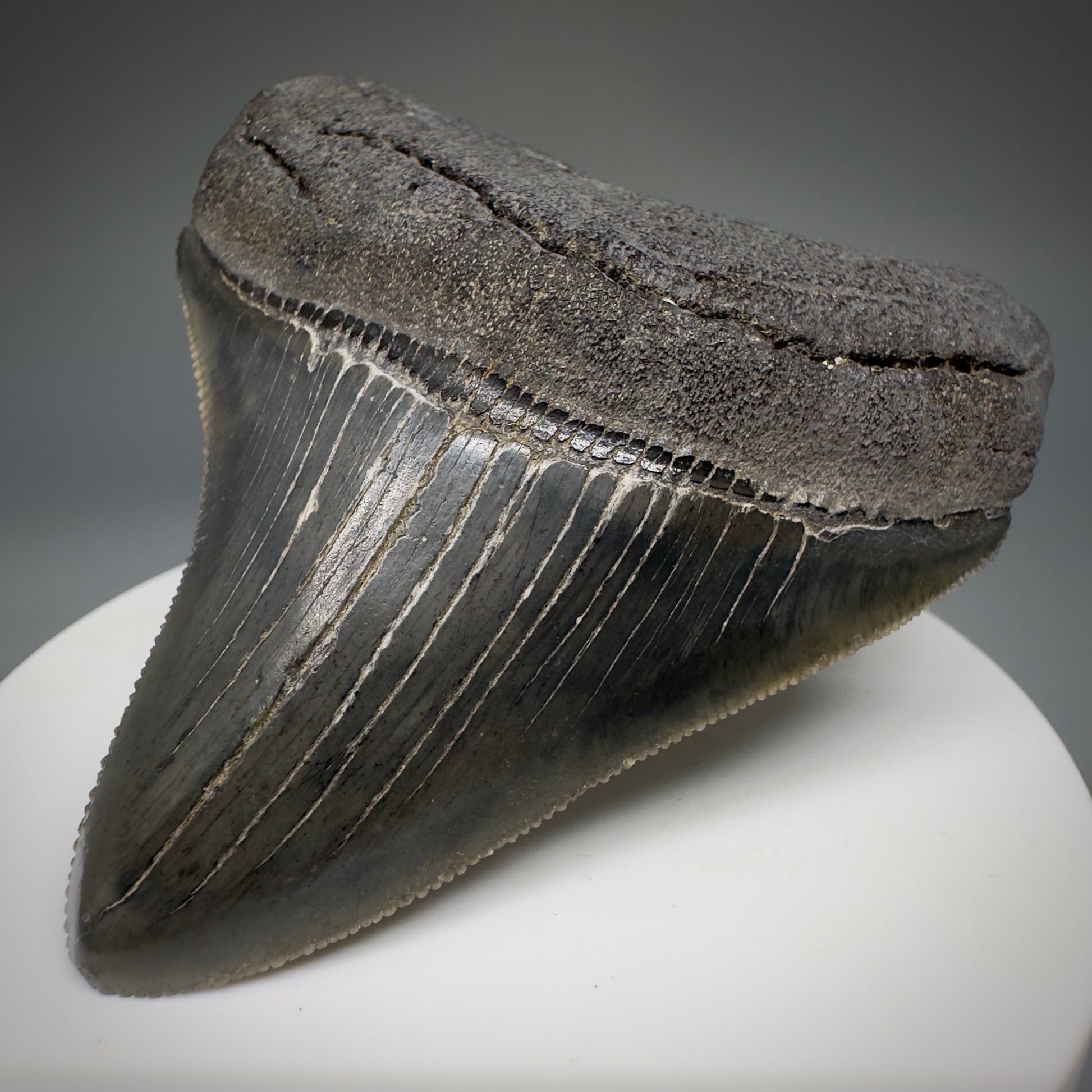Colorful, serrated 2.72" Fossil Megalodon Shark Tooth from South Carolina CM5237 - Front Right