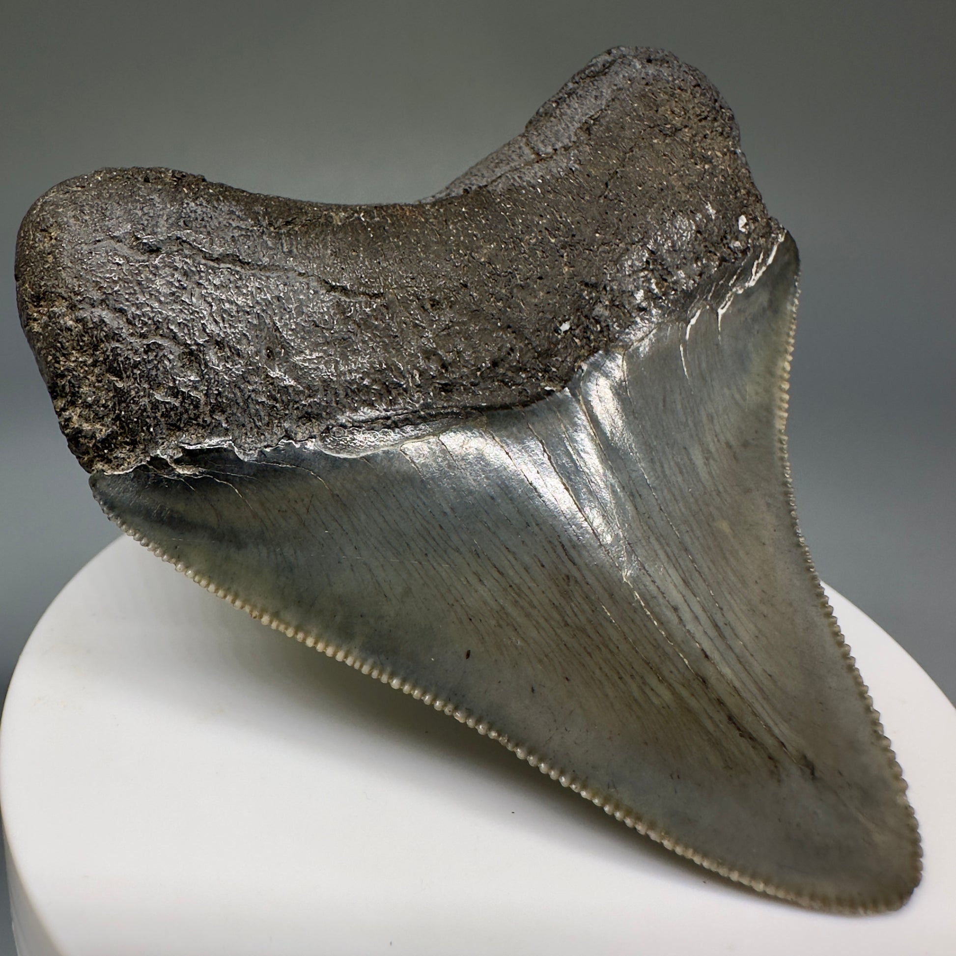 Colorful, serrated 2.72" Fossil Megalodon Shark Tooth from South Carolina CM5237 - Back Left