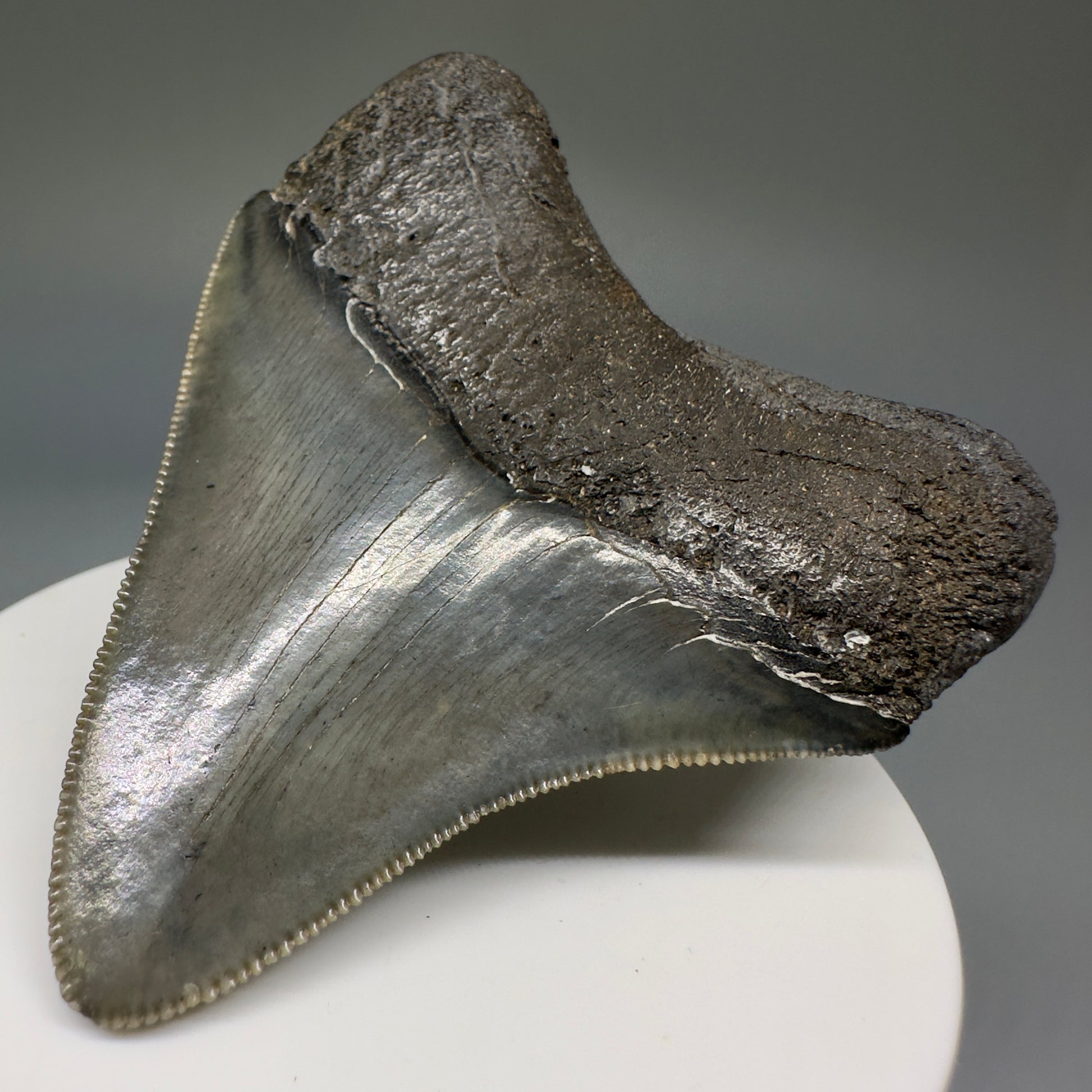 Colorful, serrated 2.72" Fossil Megalodon Shark Tooth from South Carolina CM5237 - Back Right