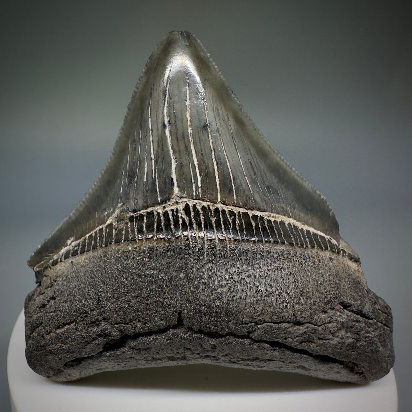 Colorful, serrated 2.60" Fossil Megalodon Shark Tooth from South Carolina CM5236 - Front