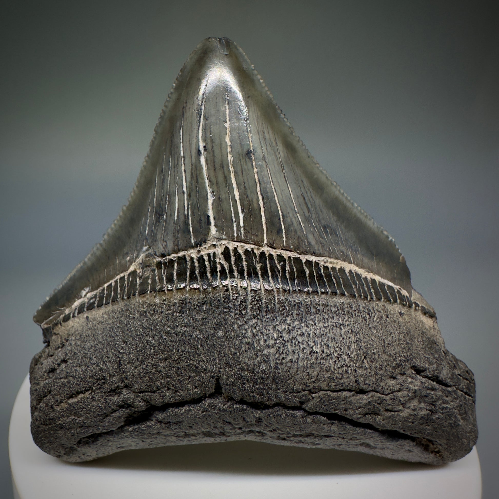 Colorful, serrated 2.60" Fossil Megalodon Shark Tooth from South Carolina CM5236 - Front