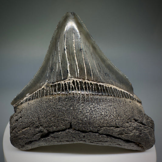 Colorful, serrated 2.60" Fossil Megalodon Shark Tooth from South Carolina CM5236 - Front