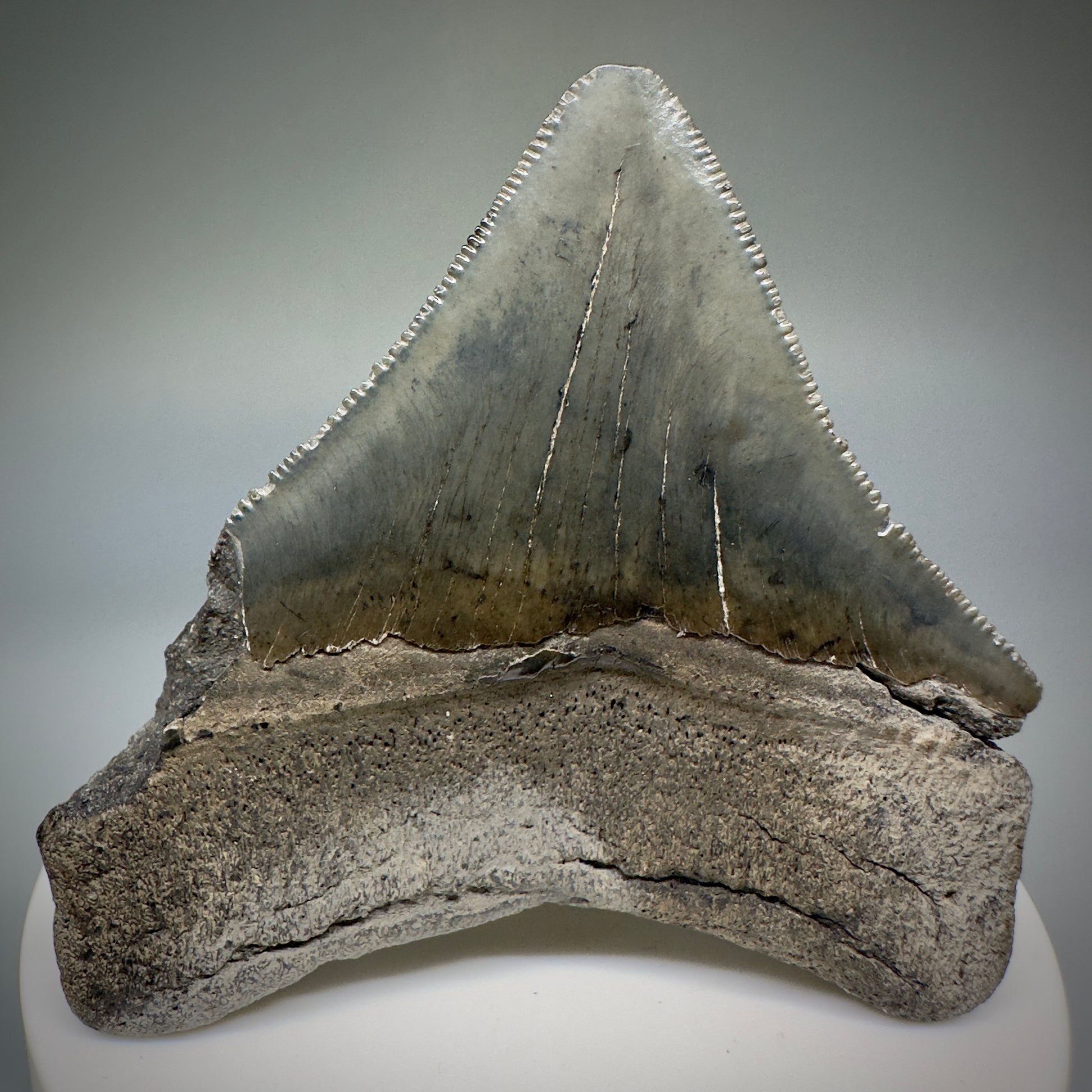 Colorful, serrated 2.60" Fossil Megalodon Shark Tooth from South Carolina CM5236 - Back